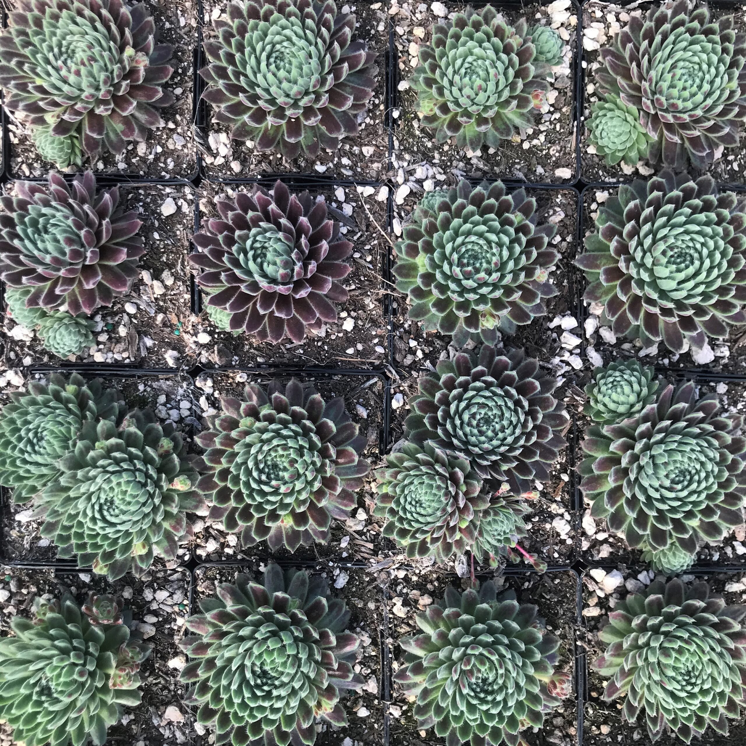 Sempervivum 'Averil' - Hens & Chicks (3.5" Pot) - Image 5