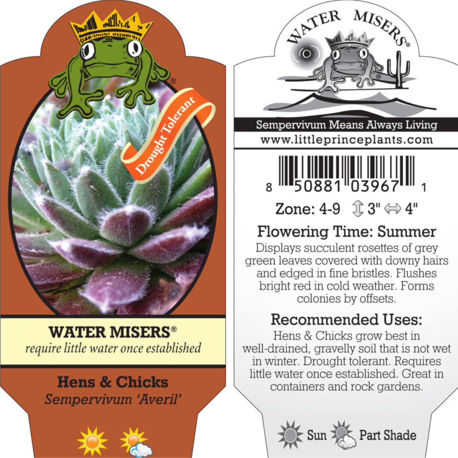 Sempervivum 'Averil' - Hens & Chicks (3.5" Pot) - Image 7