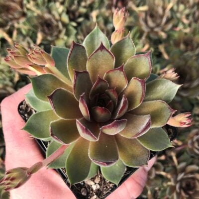 Sempervivum 'Bernstein' - Hens & Chicks (3.5" Pot)