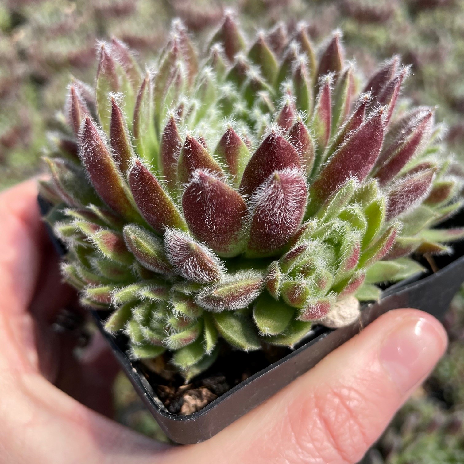 succulent toes Fenestraria rhopalophylla main image 0