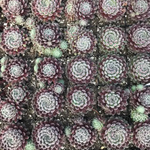 Sempervivum 'Pacific Zoftic' - Hens & Chicks (3.5