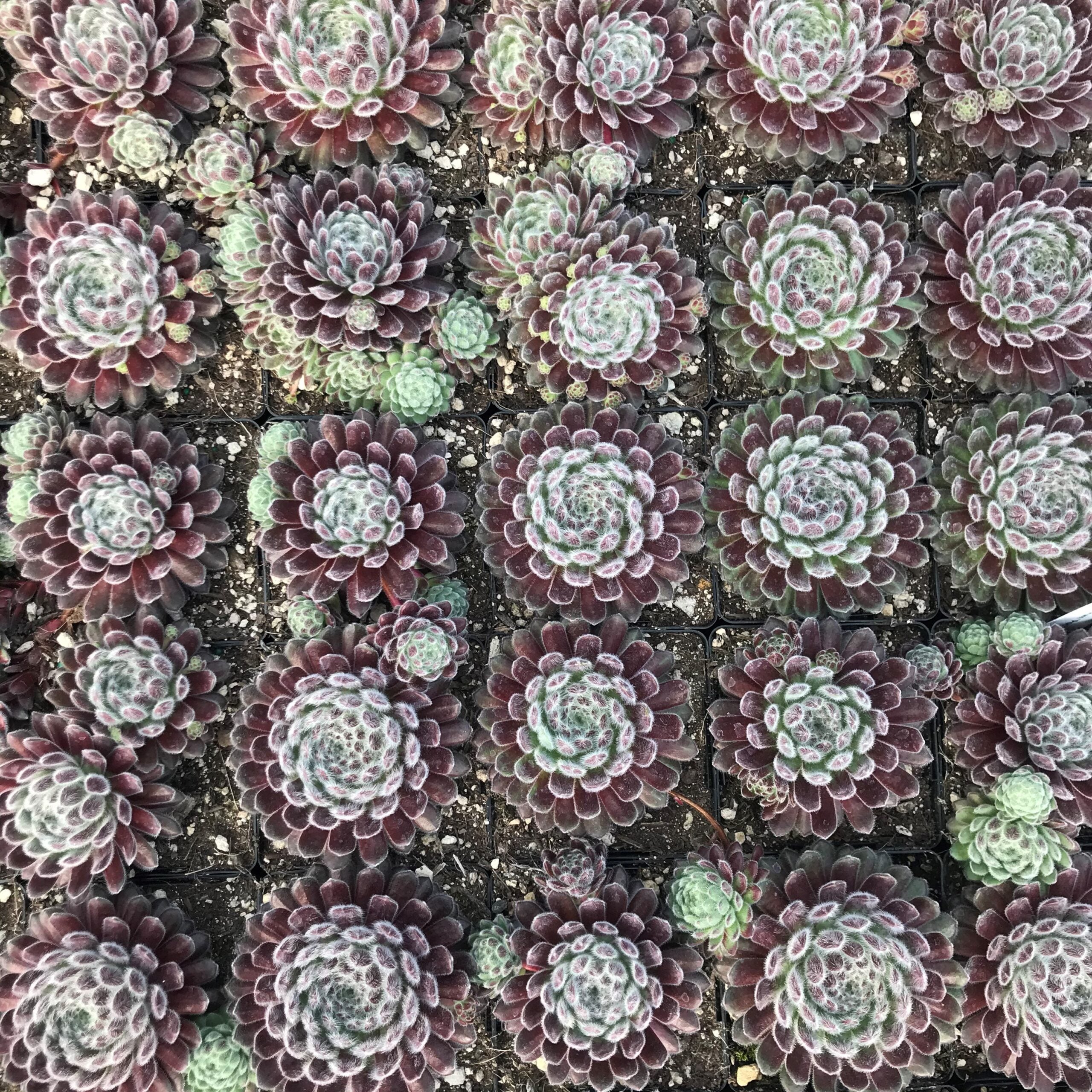 Sempervivum 'Pacific Zoftic' - Hens & Chicks (3.5