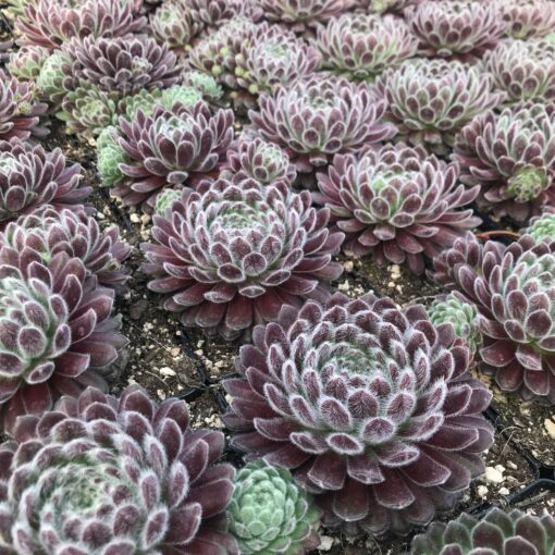 Sempervivum 'Pacific Zoftic' - Hens & Chicks (3.5