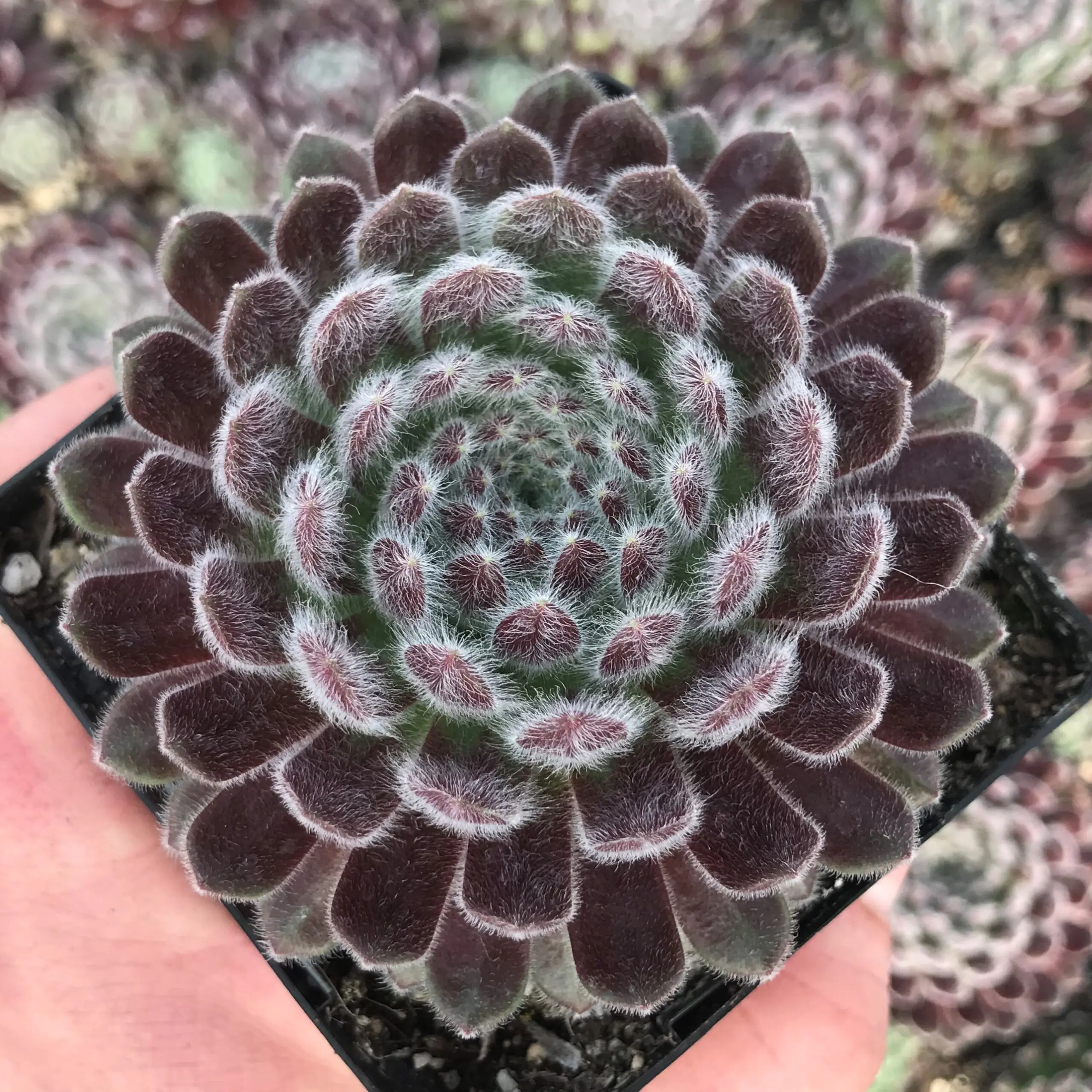 センペルビウム Pacific Fancy Sempervivum 'Pacific Zoftic' - Hens & Chicks (3.5