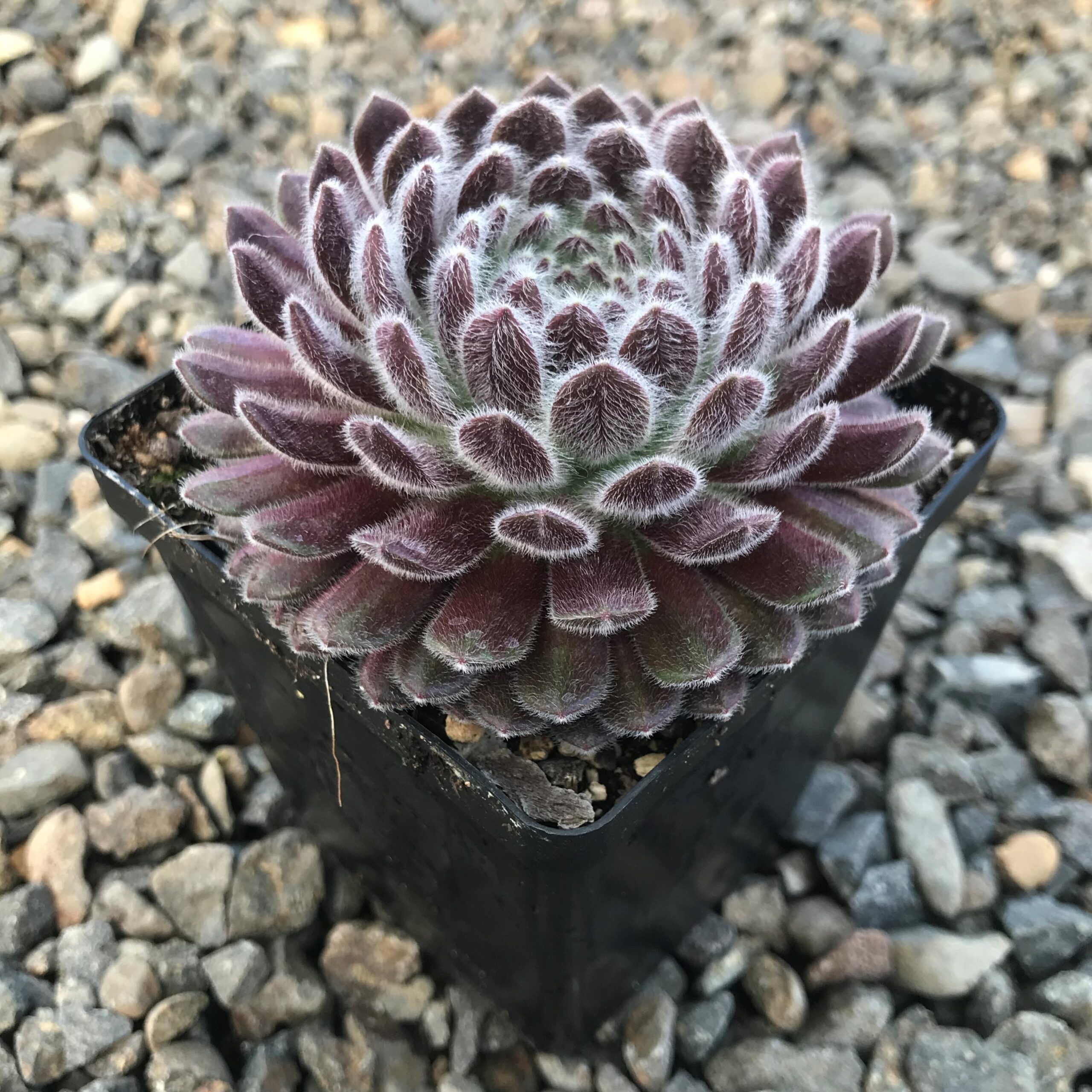Sempervivum 'Pacific Zoftic' - Hens & Chicks (3.5" Pot) - Image 3