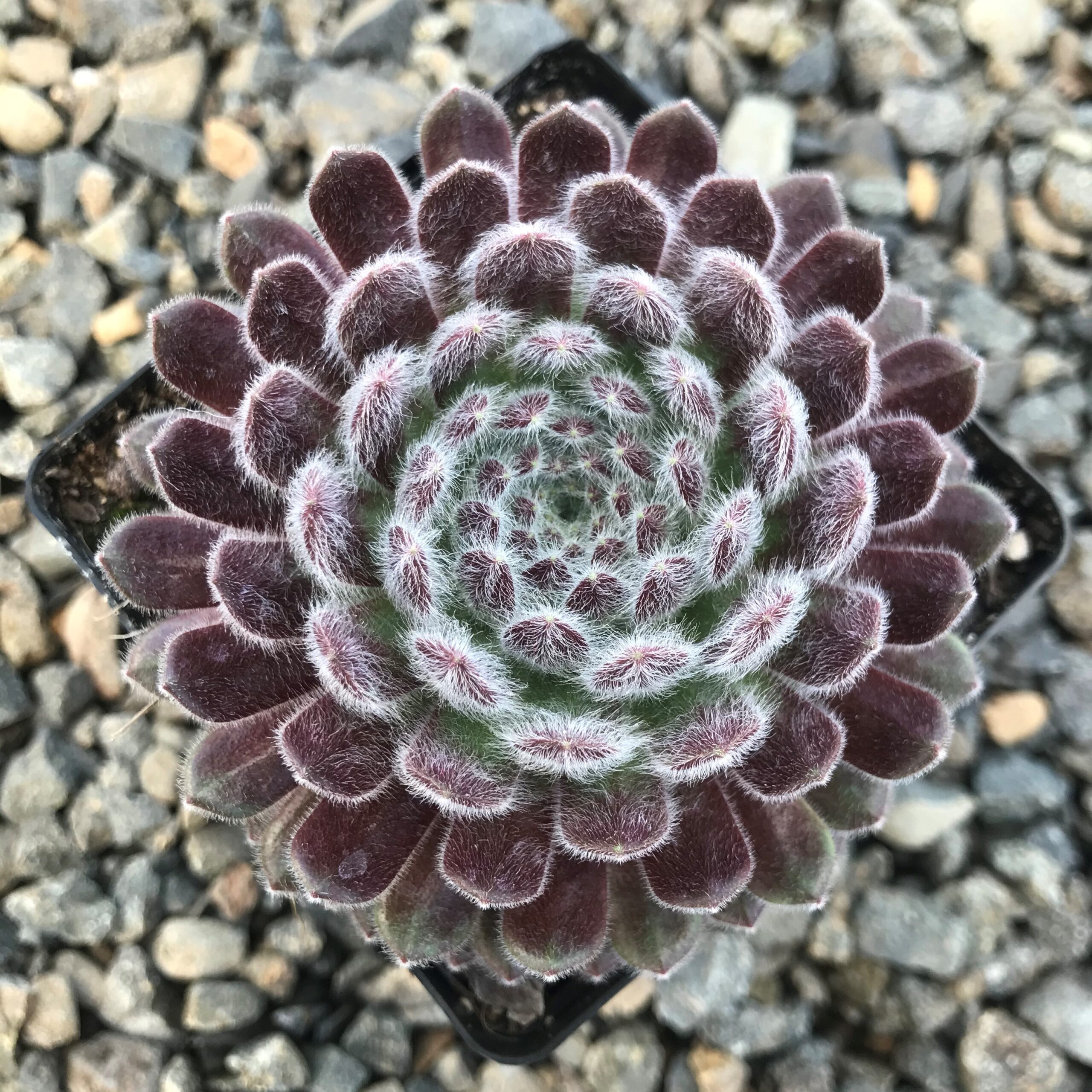 Sempervivum 'Pacific Zoftic' - Hens & Chicks (3.5" Pot) - Image 4