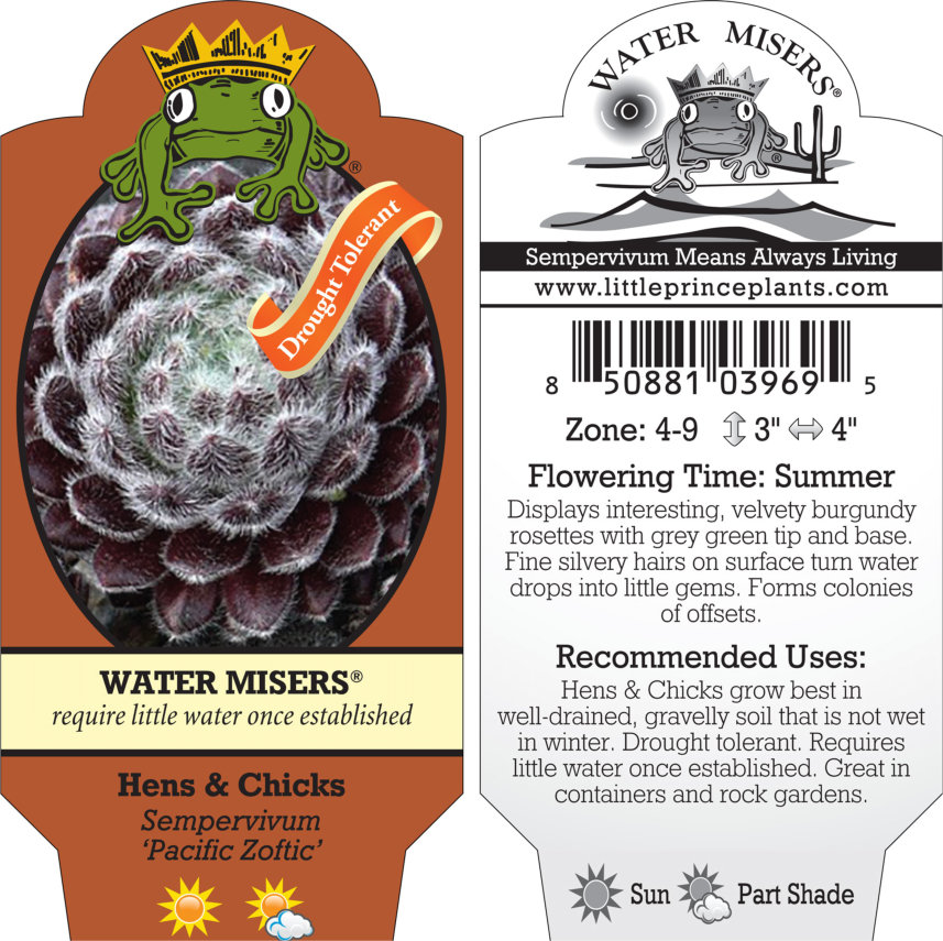 Sempervivum 'Pacific Zoftic' - Hens & Chicks (3.5" Pot) - Image 6