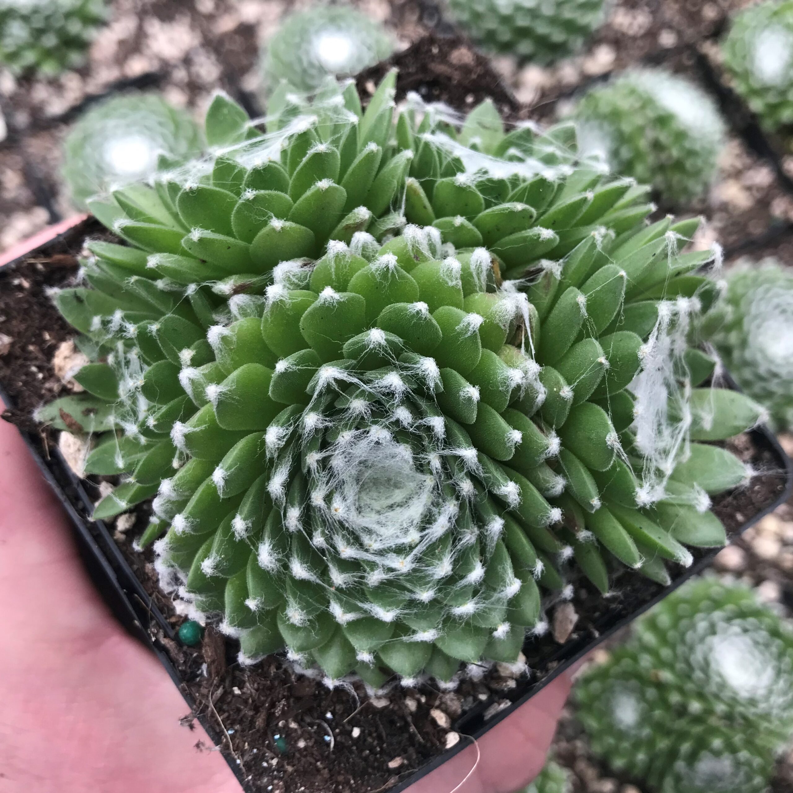 Sempervivum 'Pfalzer Nebel' - Hens & Chicks (3.5" Pot) - Image 4