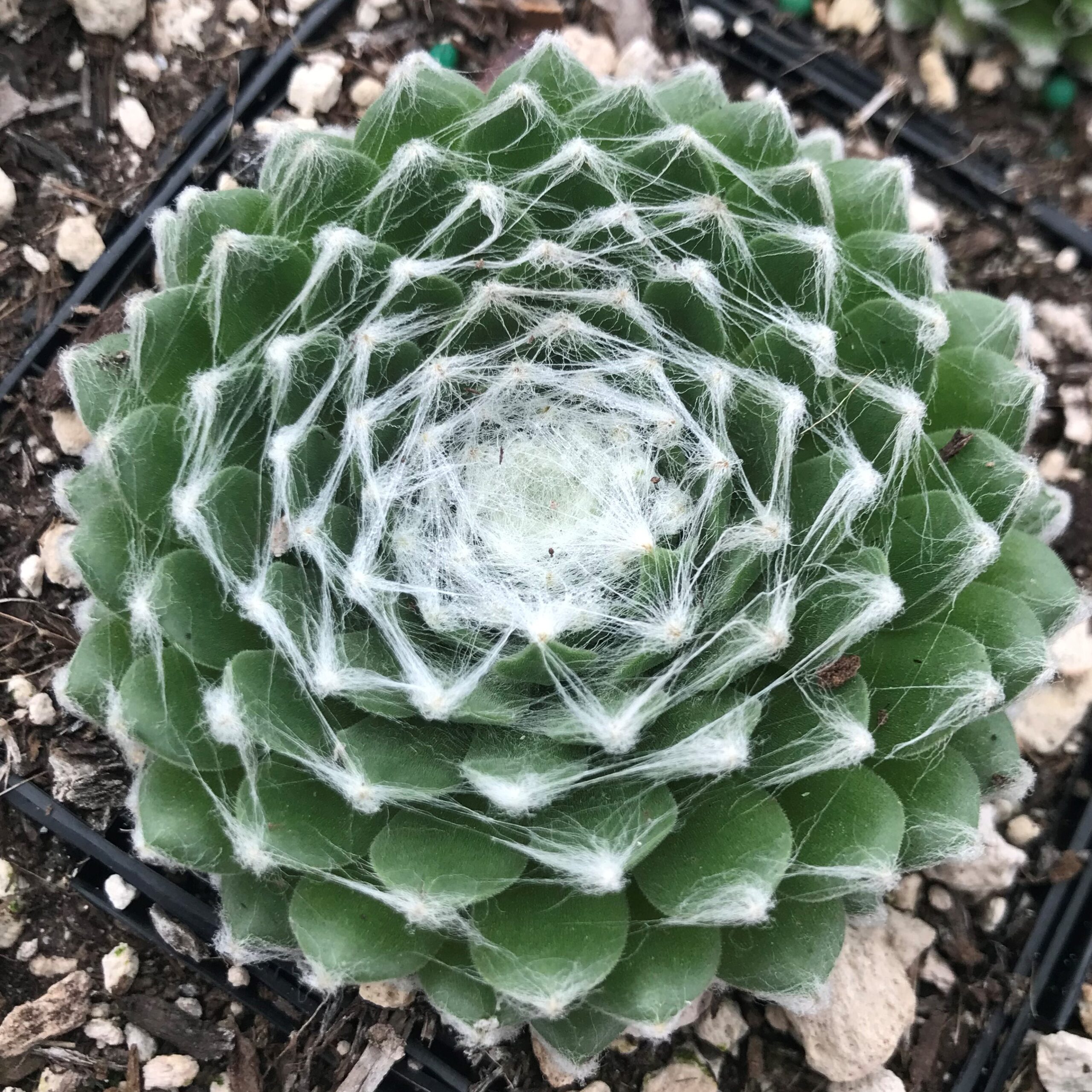Sempervivum 'Pfalzer Nebel' - Hens & Chicks (3.5" Pot) - Image 3