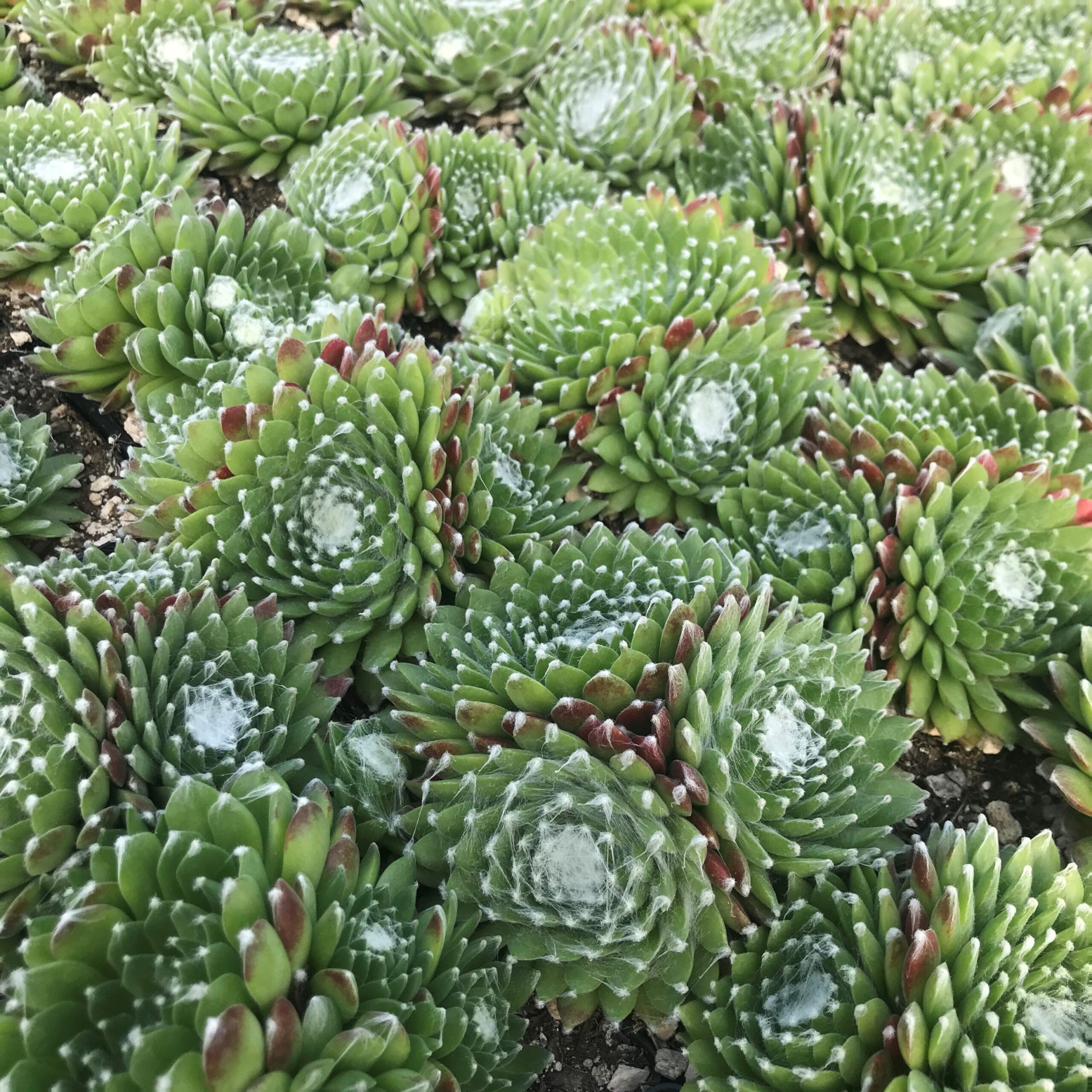 Sempervivum 'Pfalzer Nebel' - Hens & Chicks (3.5" Pot) - Image 5