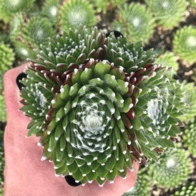 Sempervivum 'Pfalzer Nebel' - Hens & Chicks (3.5" Pot)