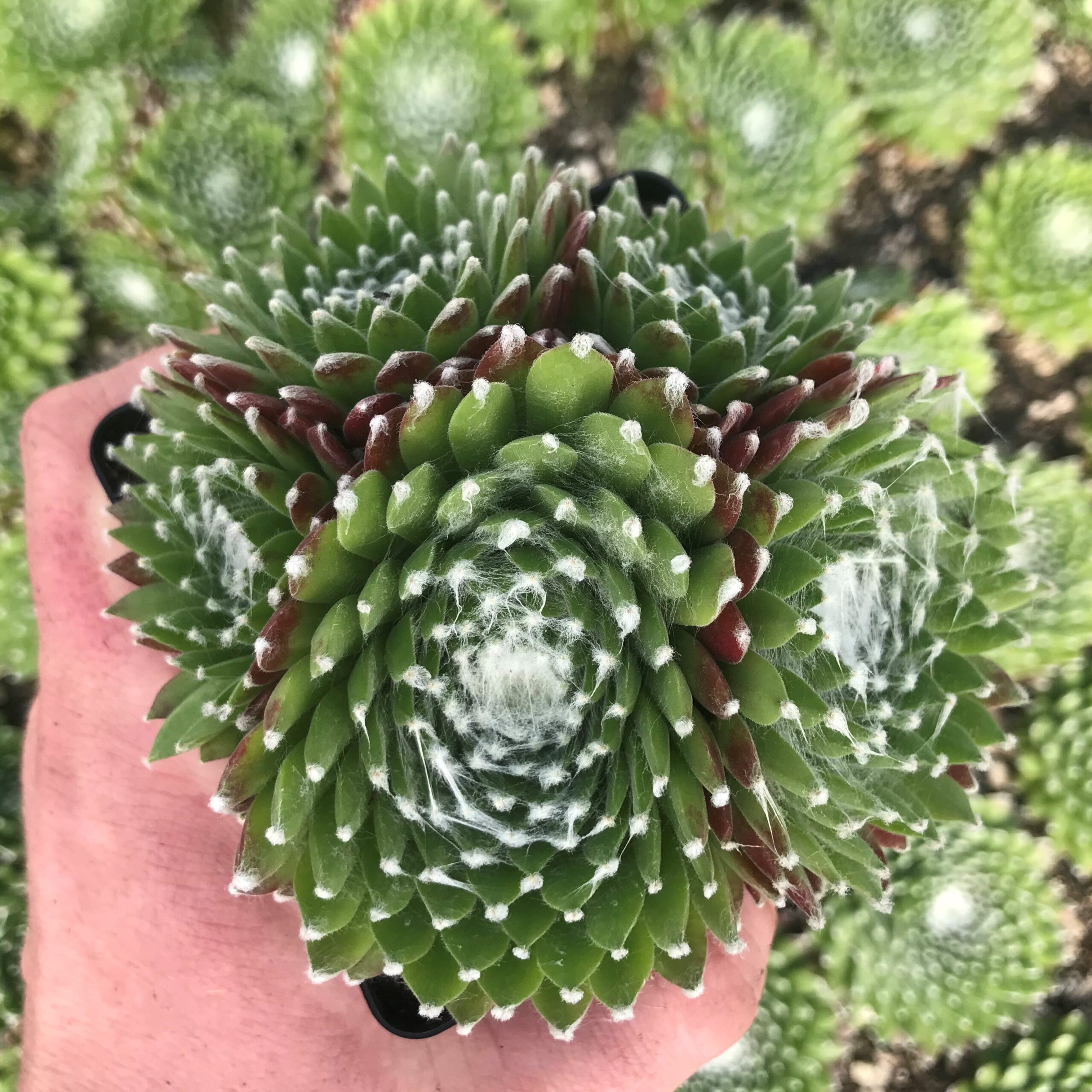 Sempervivum 'Pfalzer Nebel' - Hens & Chicks (3.5" Pot)