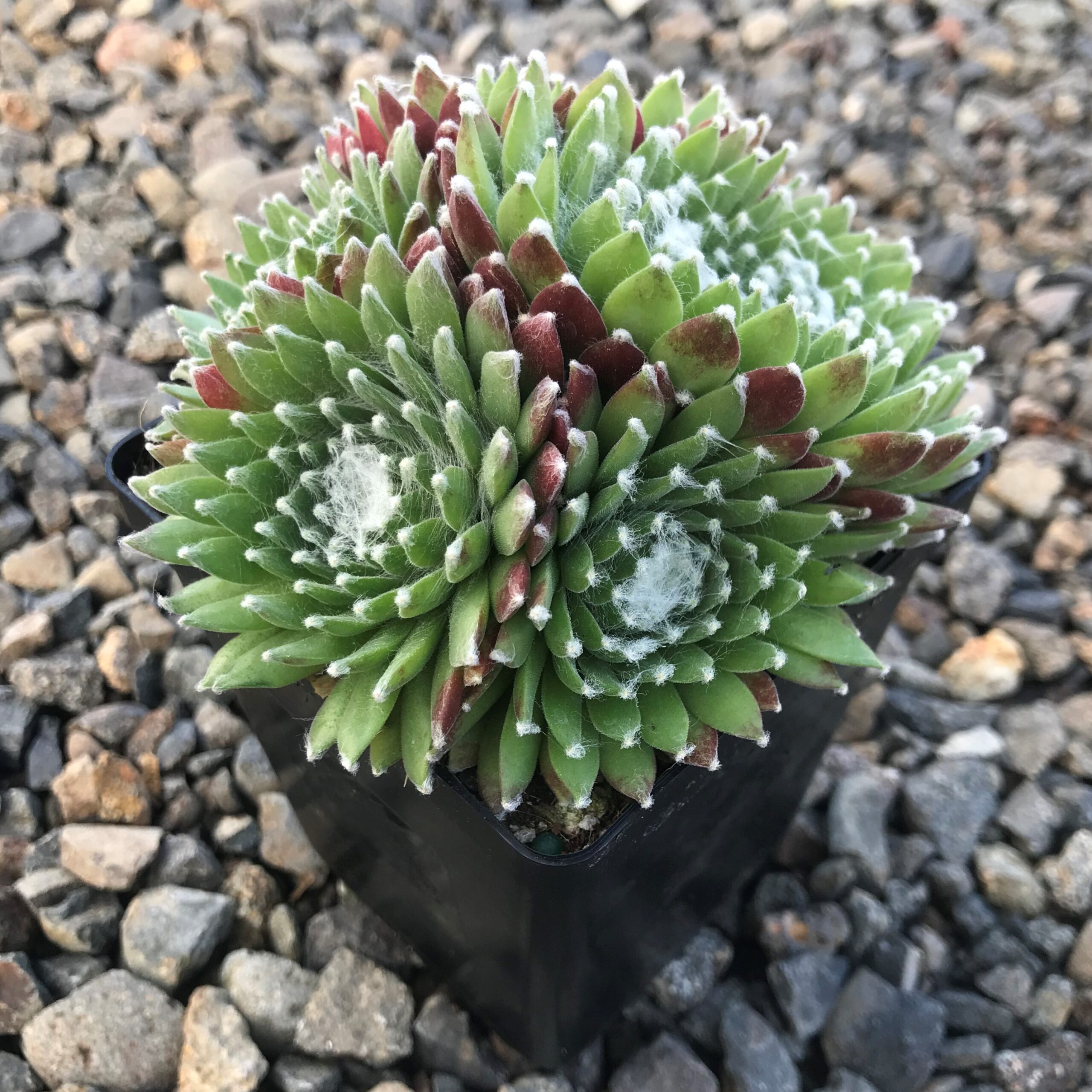 Sempervivum 'Pfalzer Nebel' - Hens & Chicks (3.5" Pot) - Image 2