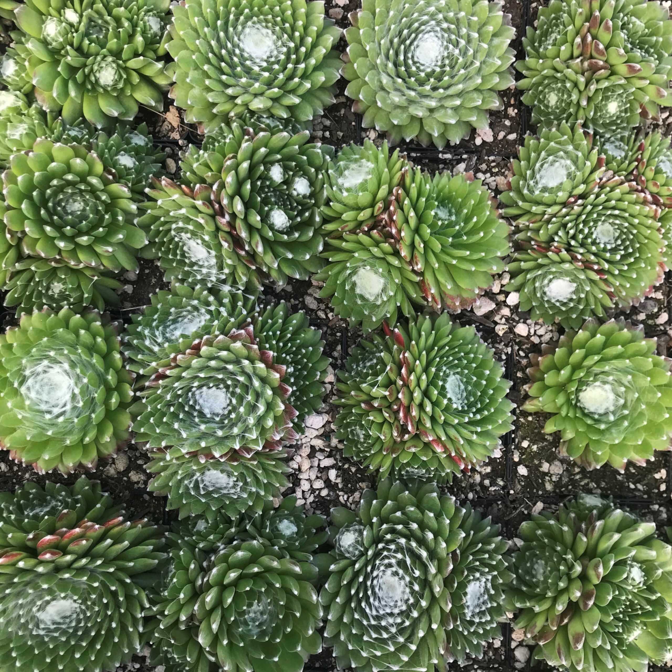 Sempervivum 'Pfalzer Nebel' - Hens & Chicks (3.5" Pot) - Image 6