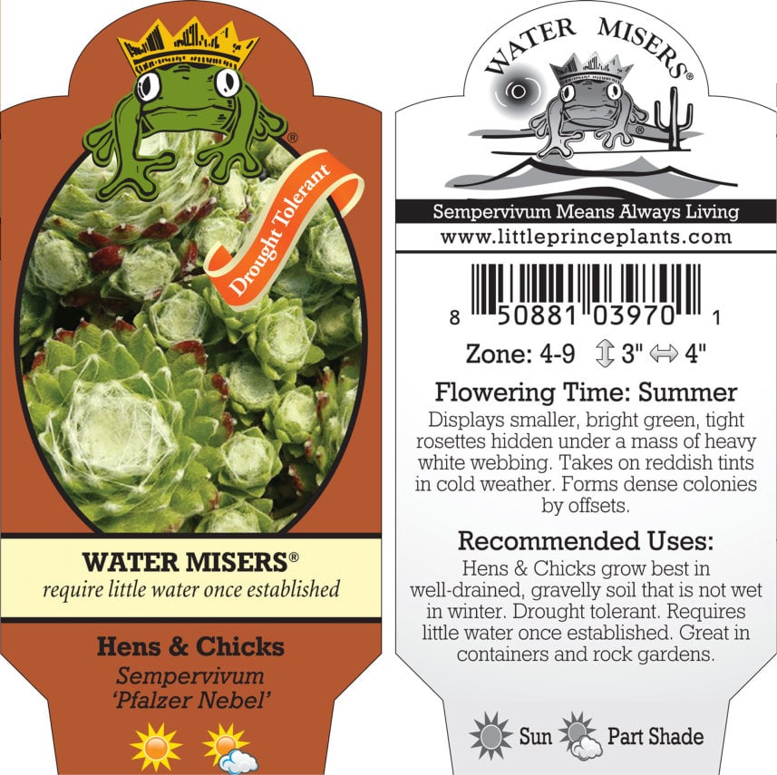 Sempervivum 'Pfalzer Nebel' - Hens & Chicks (3.5" Pot) - Image 7