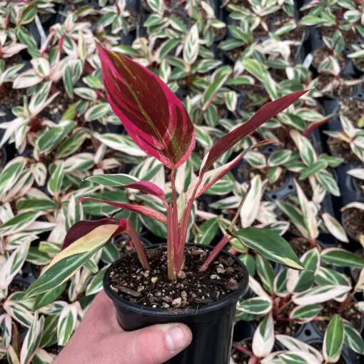 Stromanthe sanguinea 'Triostar' - Tricolor Prayer Plant (4.5" Pot) | Little  Prince of Oregon Nursery