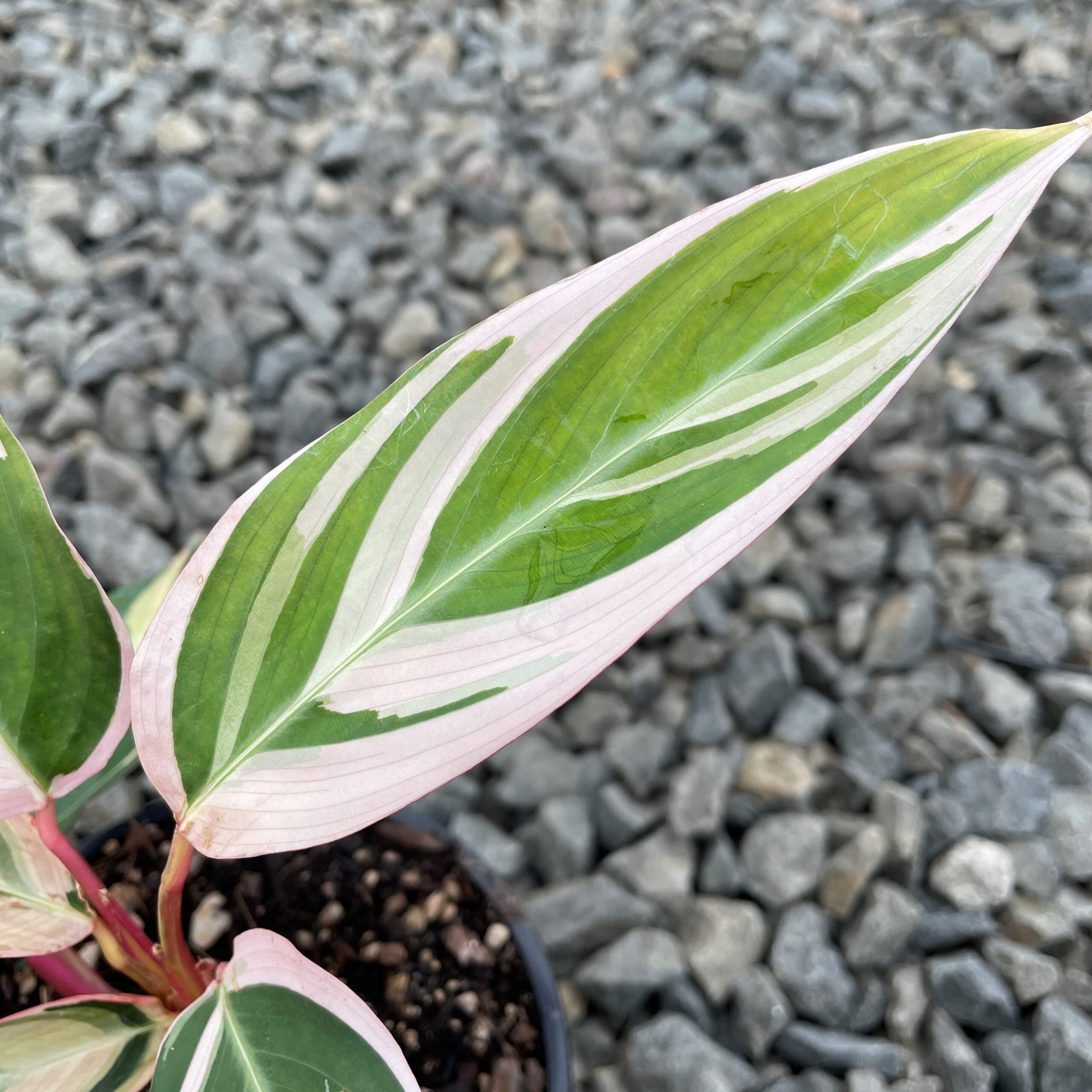 Stromanthe sanguinea 'Triostar' - Tricolor Prayer Plant (4.5" Pot) | Little  Prince of Oregon Nursery