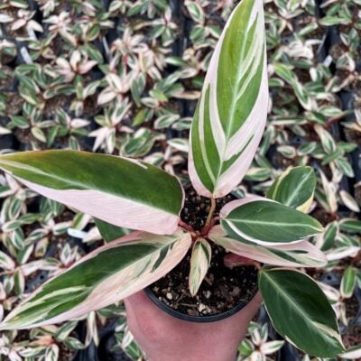 Stromanthe sanguinea 'Triostar' - Tricolor Prayer Plant (4.5" Pot)