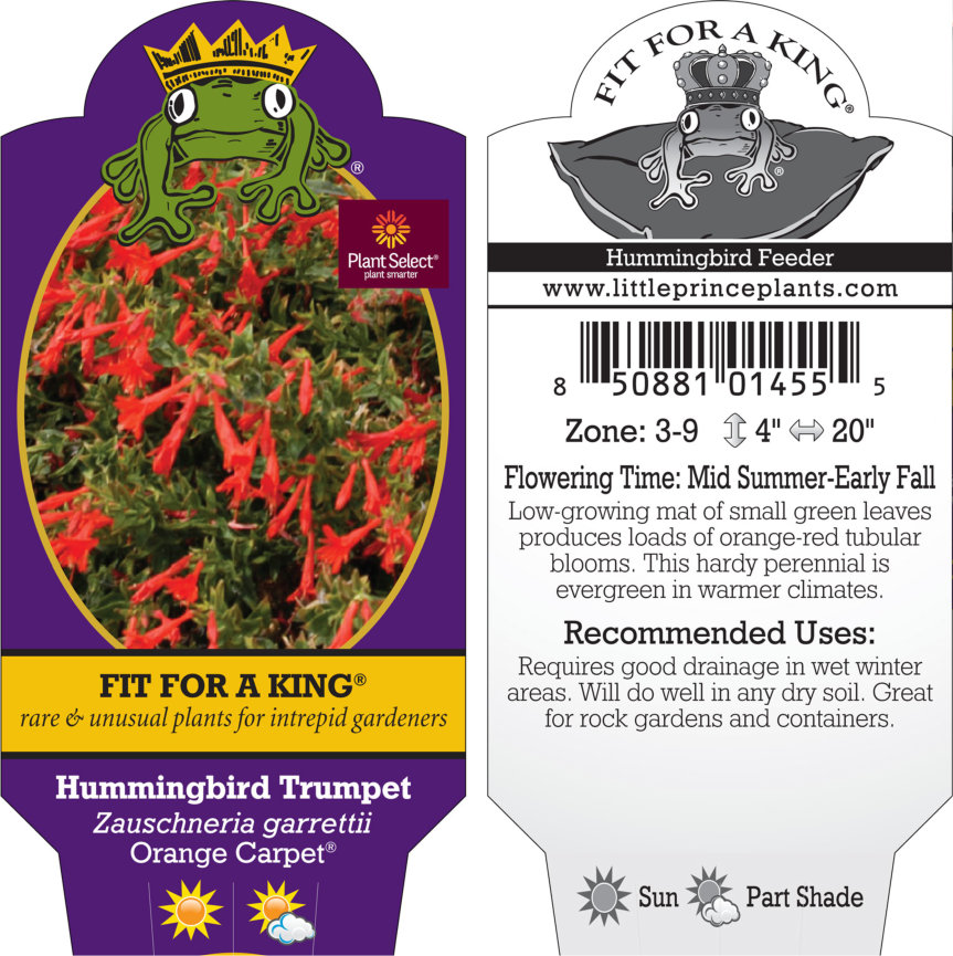 Zauschneria garrettii Orange Carpet® - Hummingbird Trumpet (4.5" Pot)