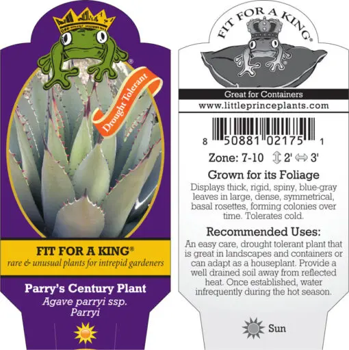 Agave parryi ssp. Parryi - Parry's Century Plant (4.5" Pot) | Little Prince  of Oregon Nursery