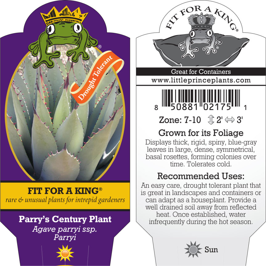 Agave-parryi-ssp.-Parryi-