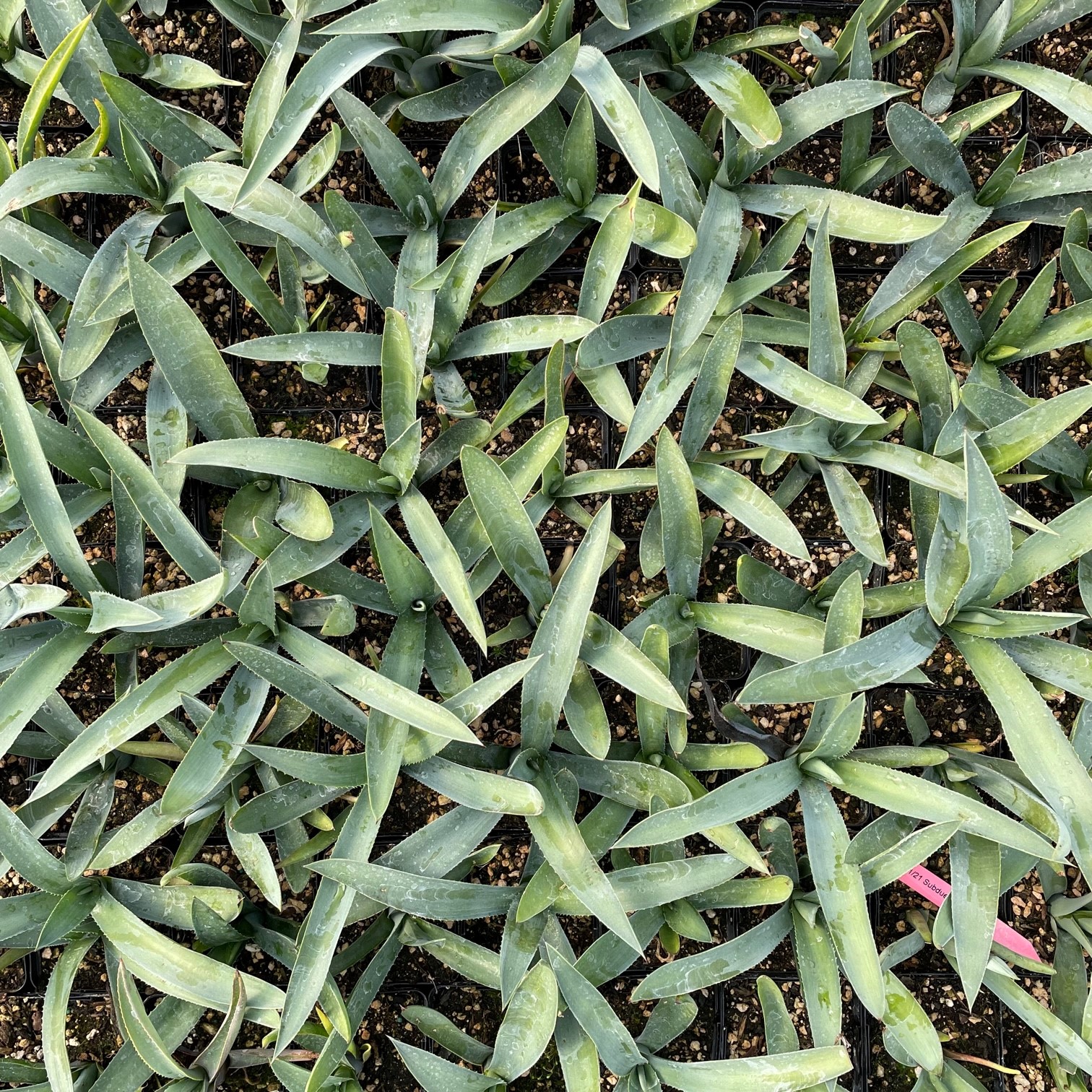 Agave tequilana - Weber's Blue Century Plant (4.5" Pot) | Little Prince of  Oregon Nursery