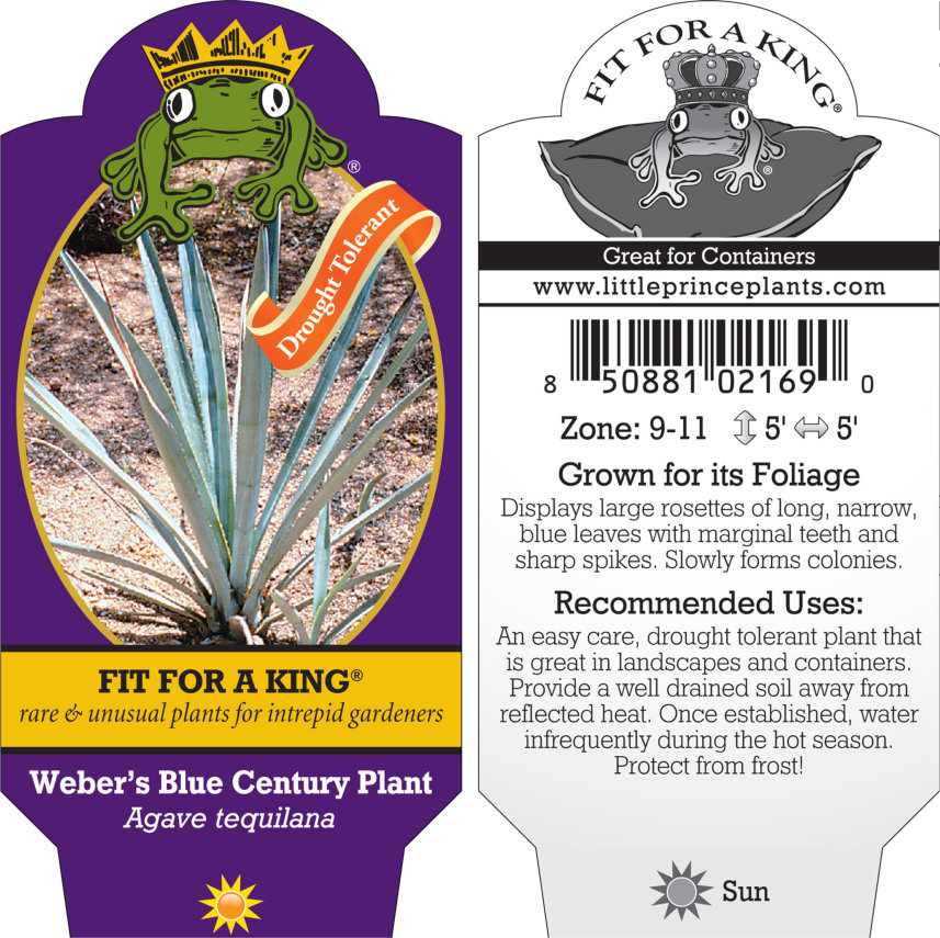 Agave tequilana - Weber's Blue Century Plant (4.5" Pot) | Little Prince of  Oregon Nursery