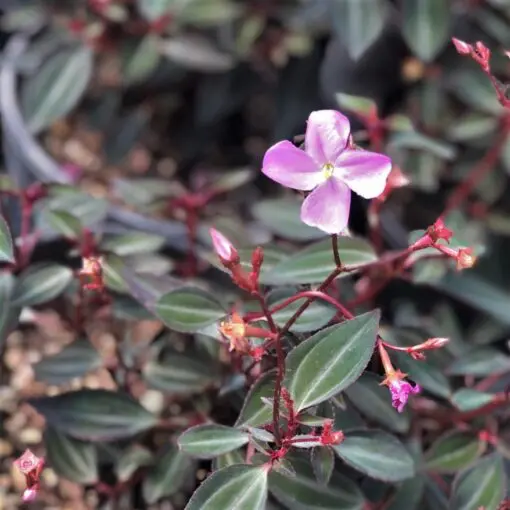Arthrostemma parvifolium - Melastome (4.5
