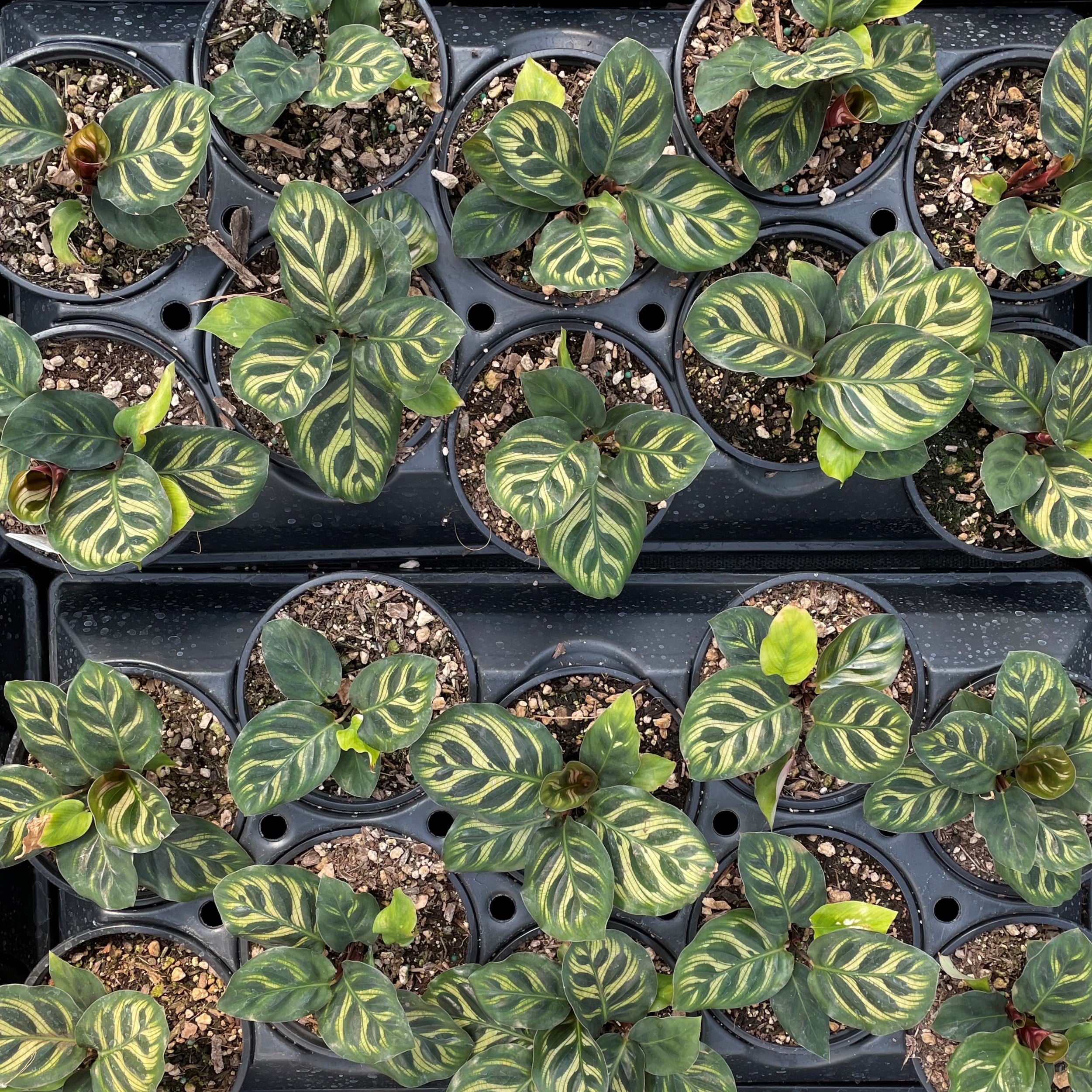 Calathea makoyana - Peacock Prayer Plant (4.5" Pot) | Little Prince of  Oregon Nursery