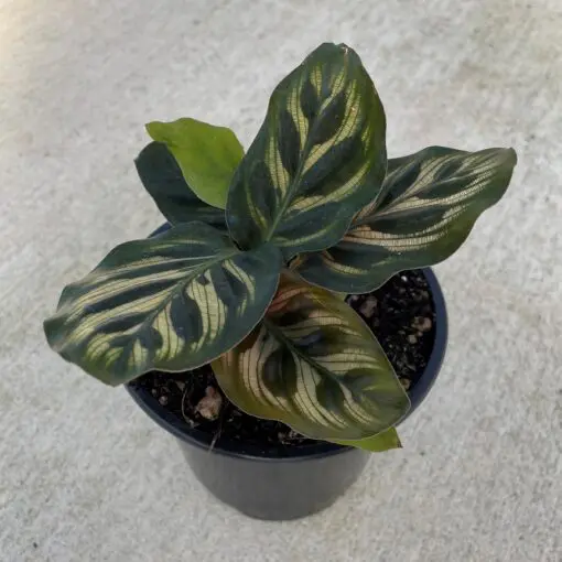 seaside succulents Uttermost 60233 Seaside Breeze Succulents