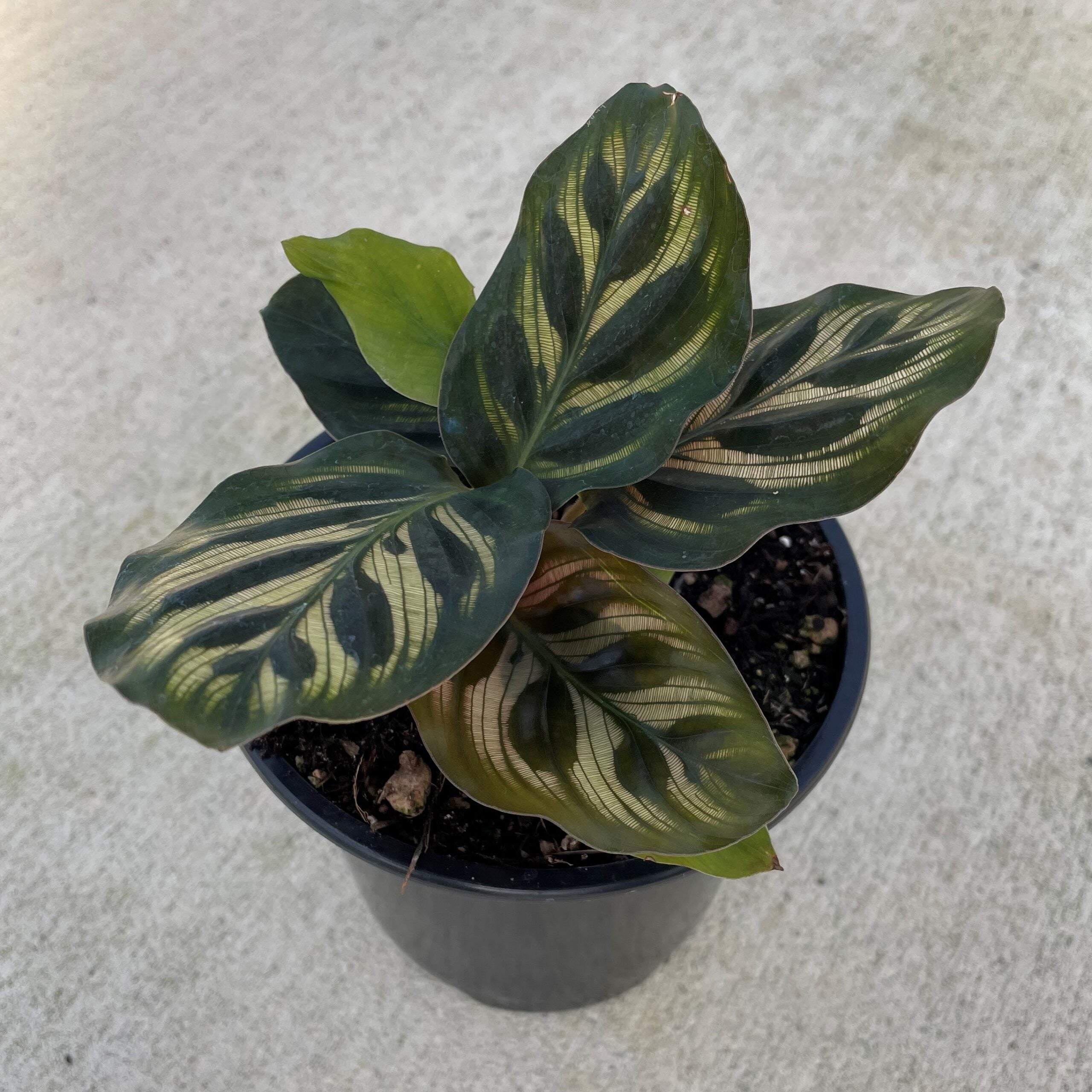 plants scale Alocasia - Dragon Scale