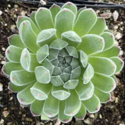 Sempervivum Chick Charms® 'Sugar Shimmer'™ (3.5" Pot)
