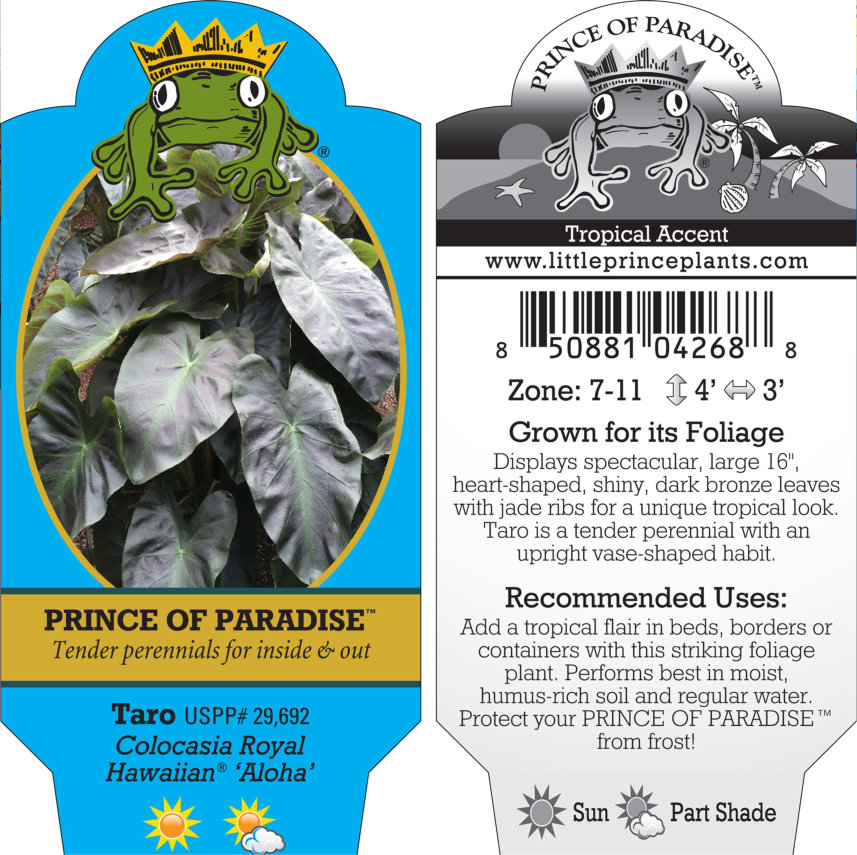 thumbnail interactive-video image 1 of Live Ulaula Kumu Hawaiian Taro Plant - Edible Colocasia Elephant Ear - Potted 1 of 5