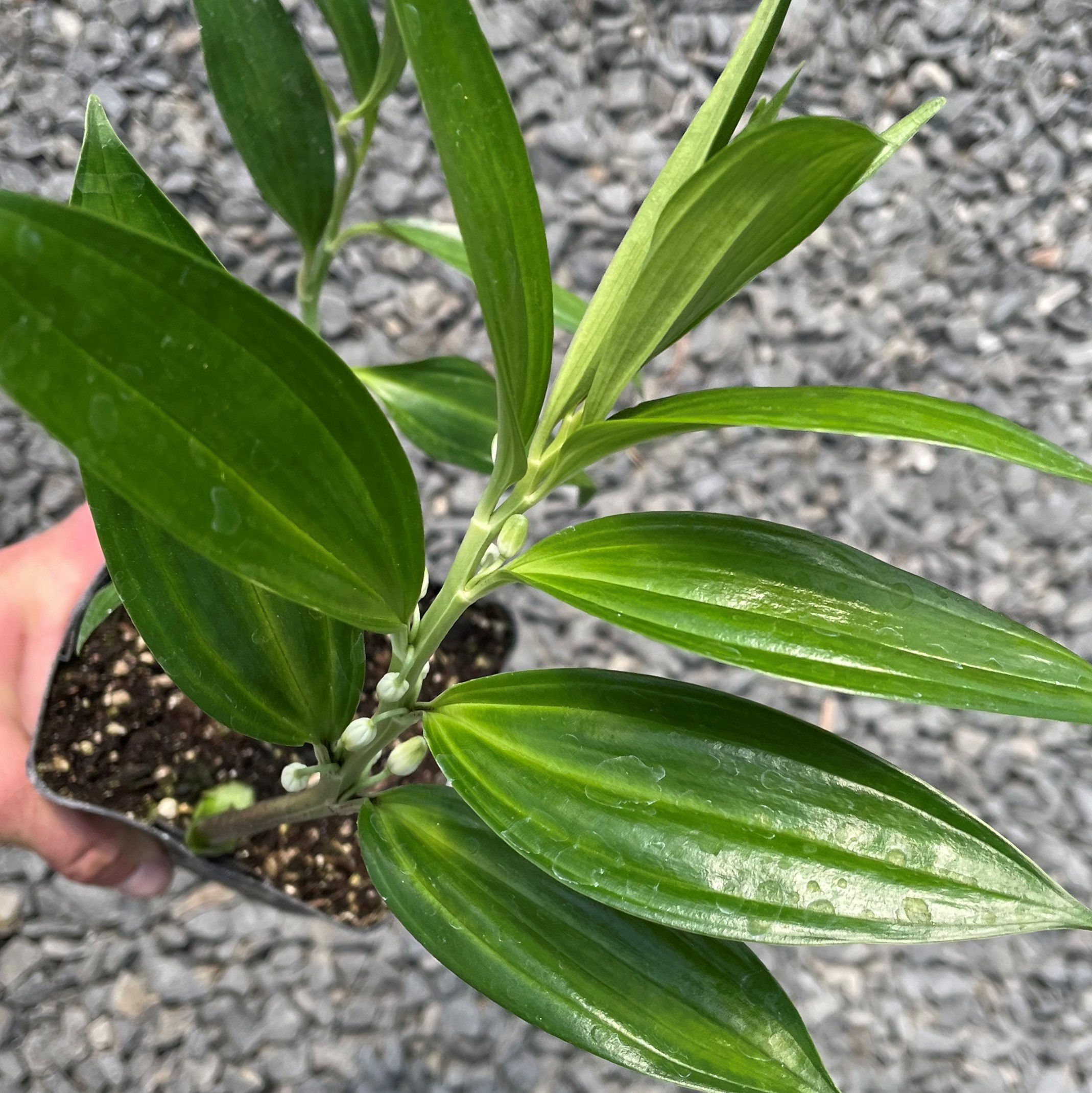 Disporopsis pernyi 'Sichuan Jade' - Evergreen Solomon's Seal (4.5