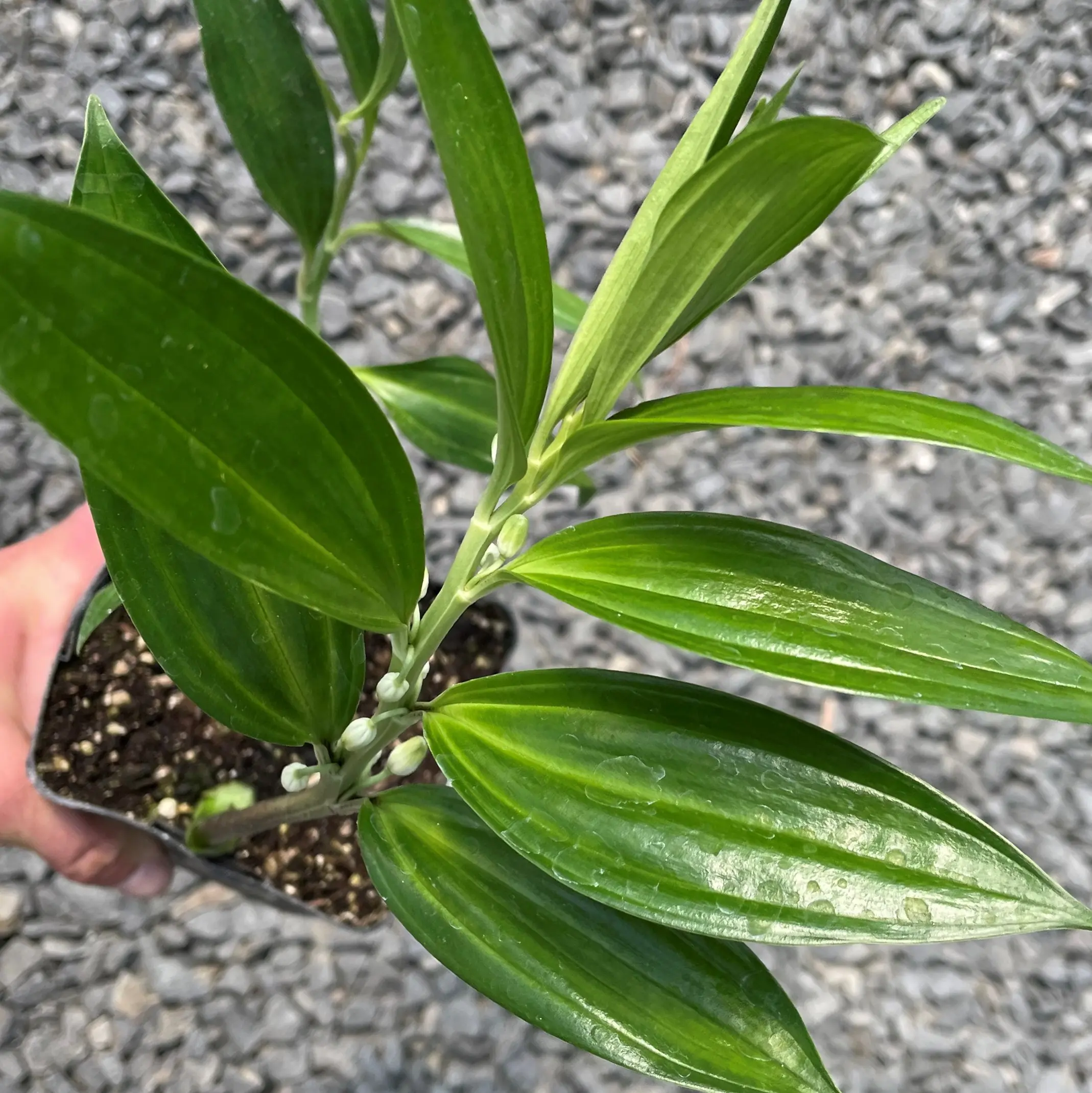 Disporopsis pernyi 'Sichuan Jade' - Evergreen Solomon's Seal (4.5