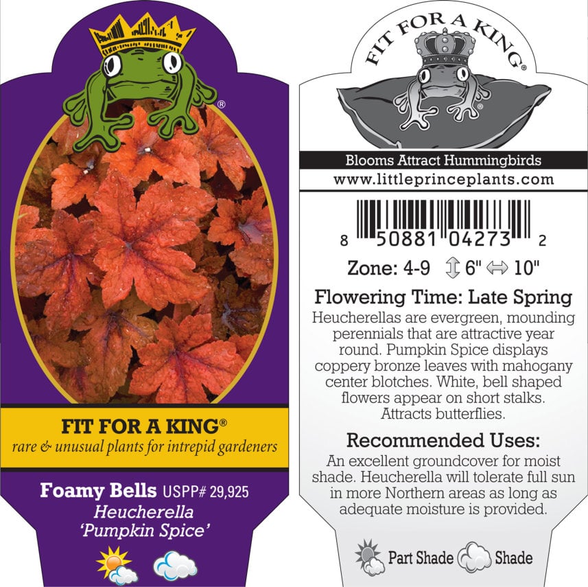 Heucherella 'Pumpkin Spice' - Foamy Bells PP #29,925 (4.5" Pot) - Image 5
