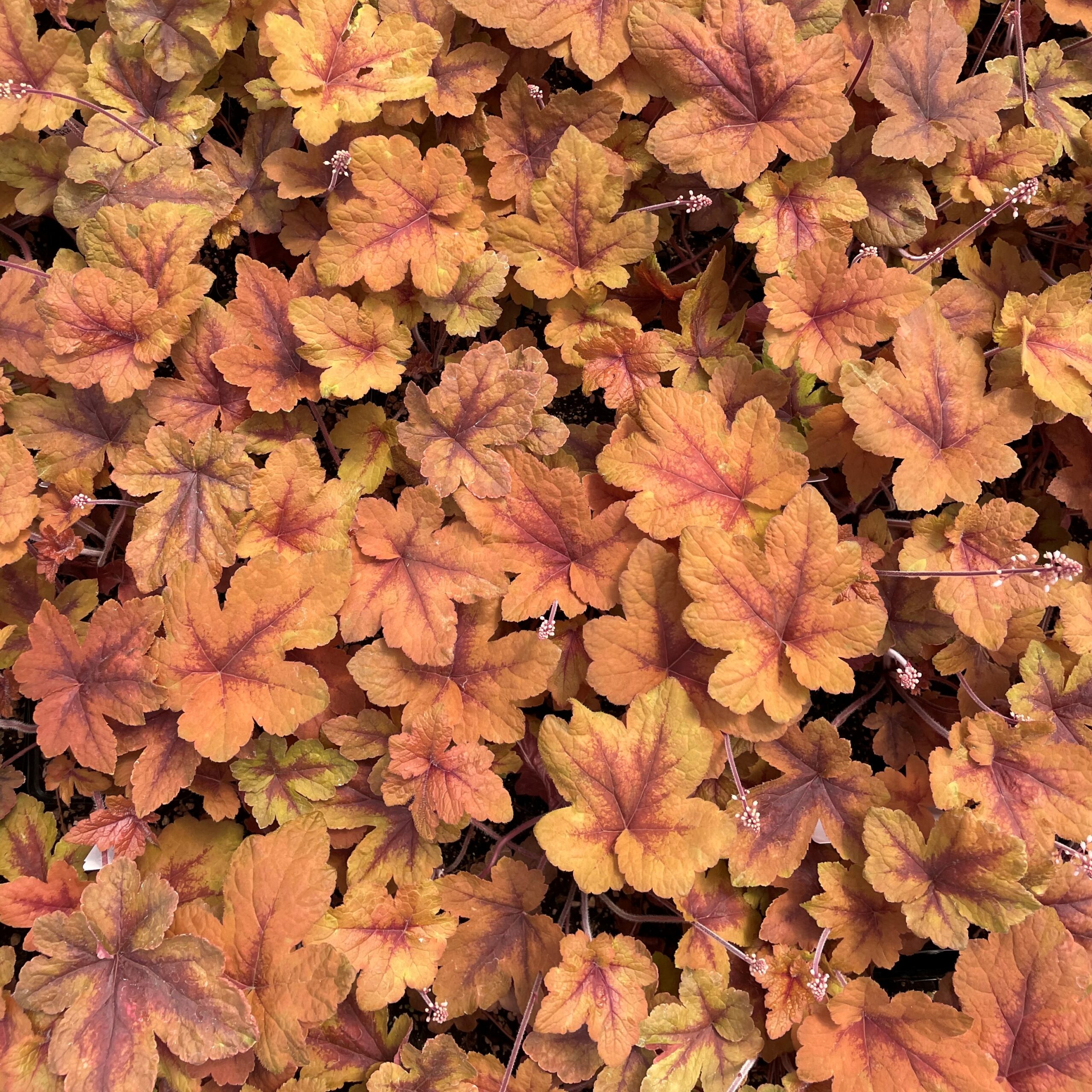 Heucherella 'Pumpkin Spice' - Foamy Bells PP #29,925 (4.5" Pot) - Image 4