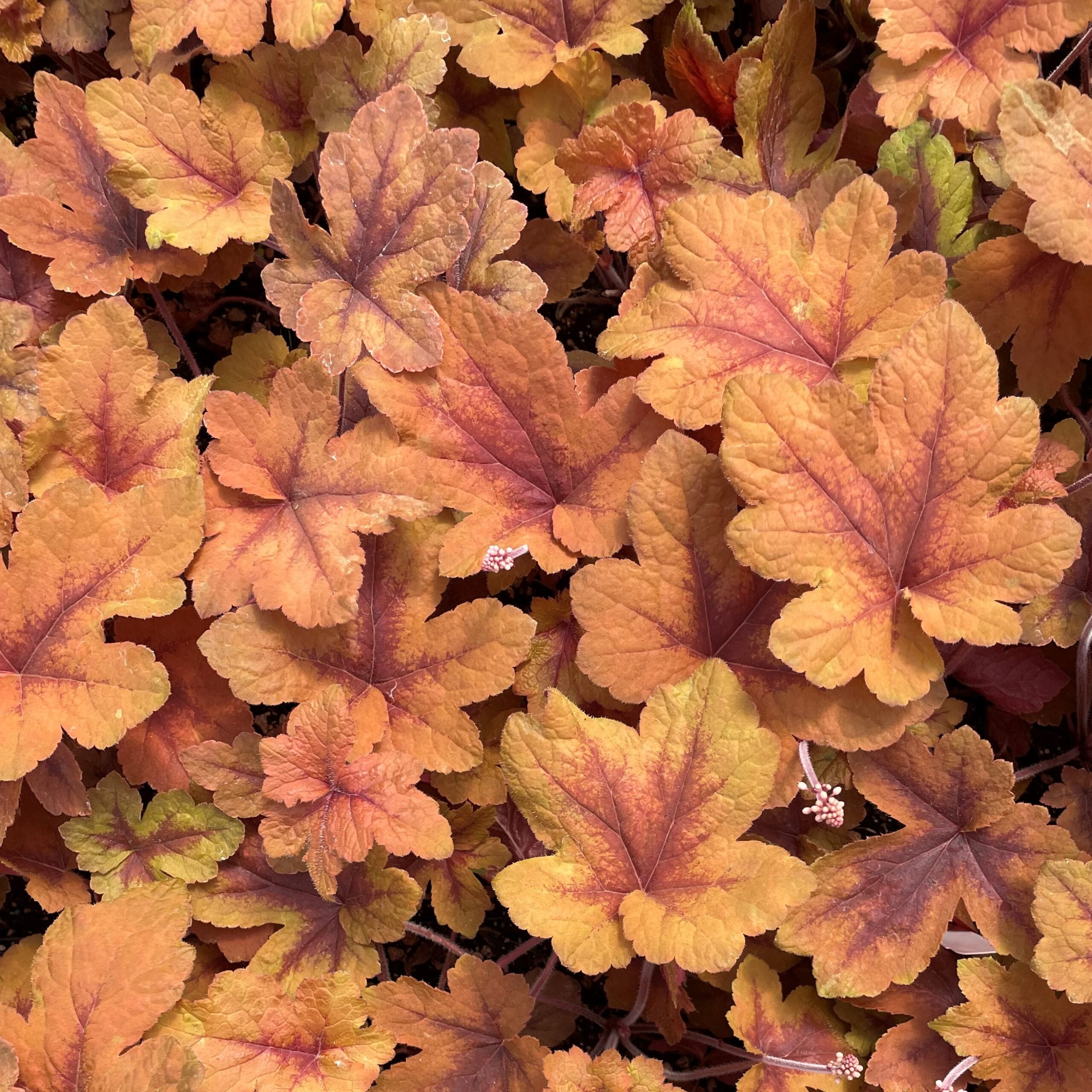 Heucherella 'Pumpkin Spice' - Foamy Bells PP #29,925 (4.5" Pot)