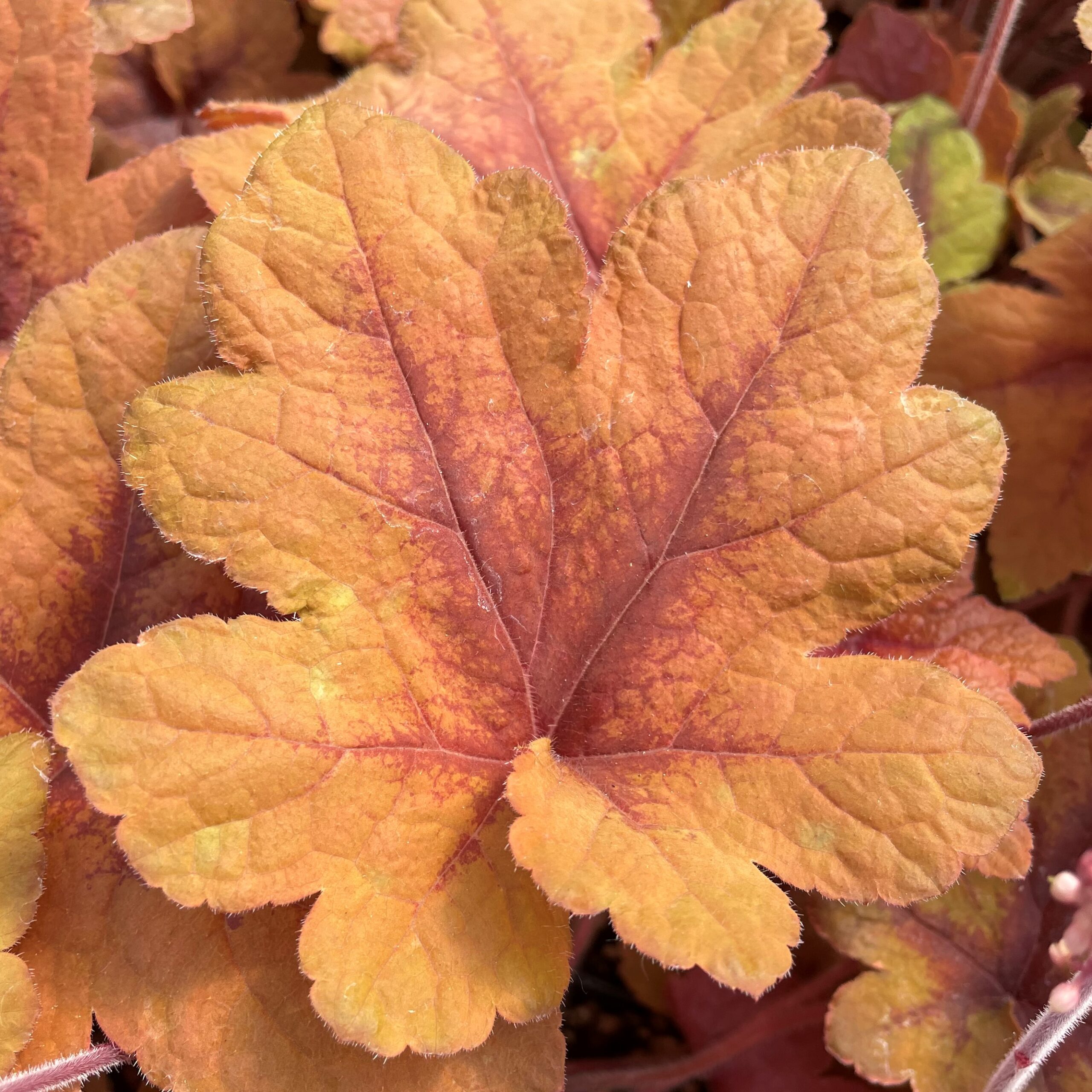Heucherella 'Pumpkin Spice' - Foamy Bells PP #29,925 (4.5" Pot) - Image 2