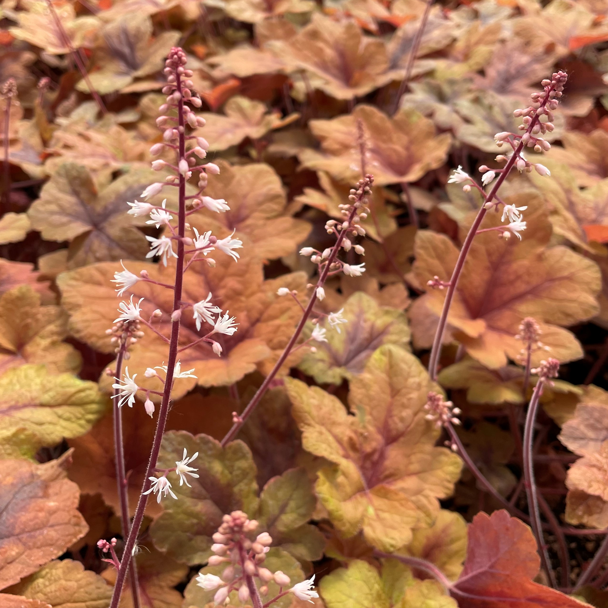 Heucherella 'Pumpkin Spice' - Foamy Bells PP #29,925 (4.5" Pot) - Image 3