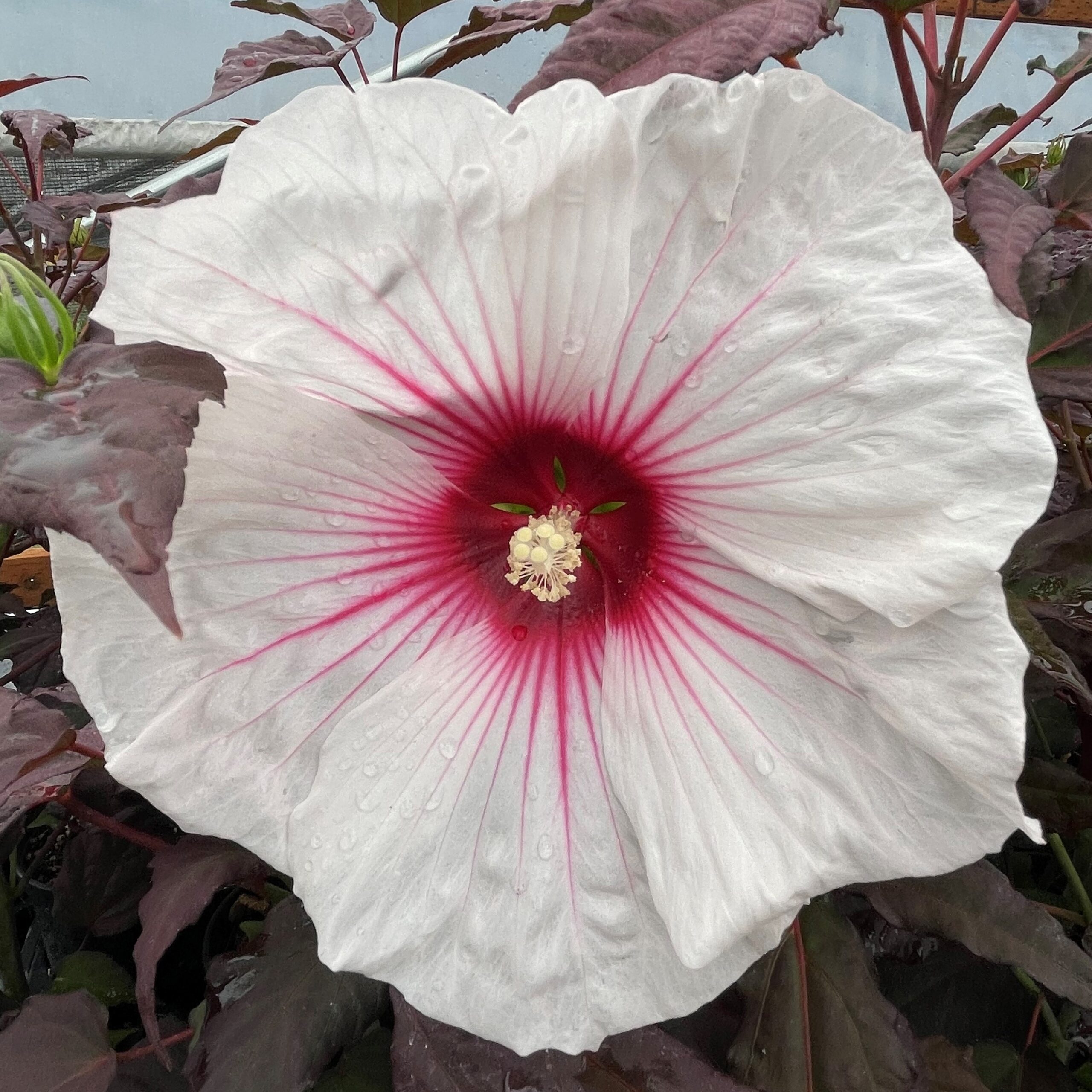 Hibiscus x 'Dark Mystery' - Hardy Rose Mallow PPAF | Little Prince