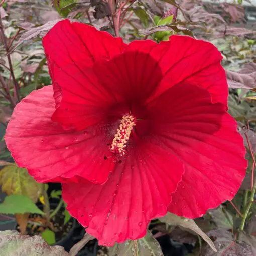 Hibiscus 'Midnight Marvel' - Hardy Hibiscus USPP | Little Prince
