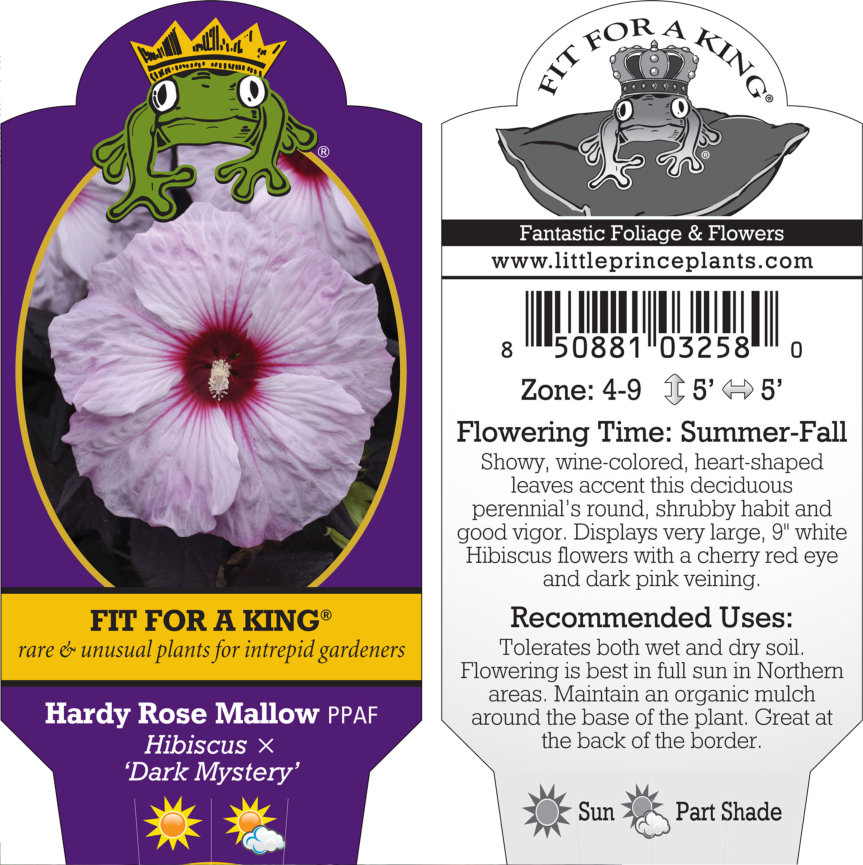 Hibiscus x 'Dark Mystery' - Hardy Rose Mallow PPAF | Little Prince