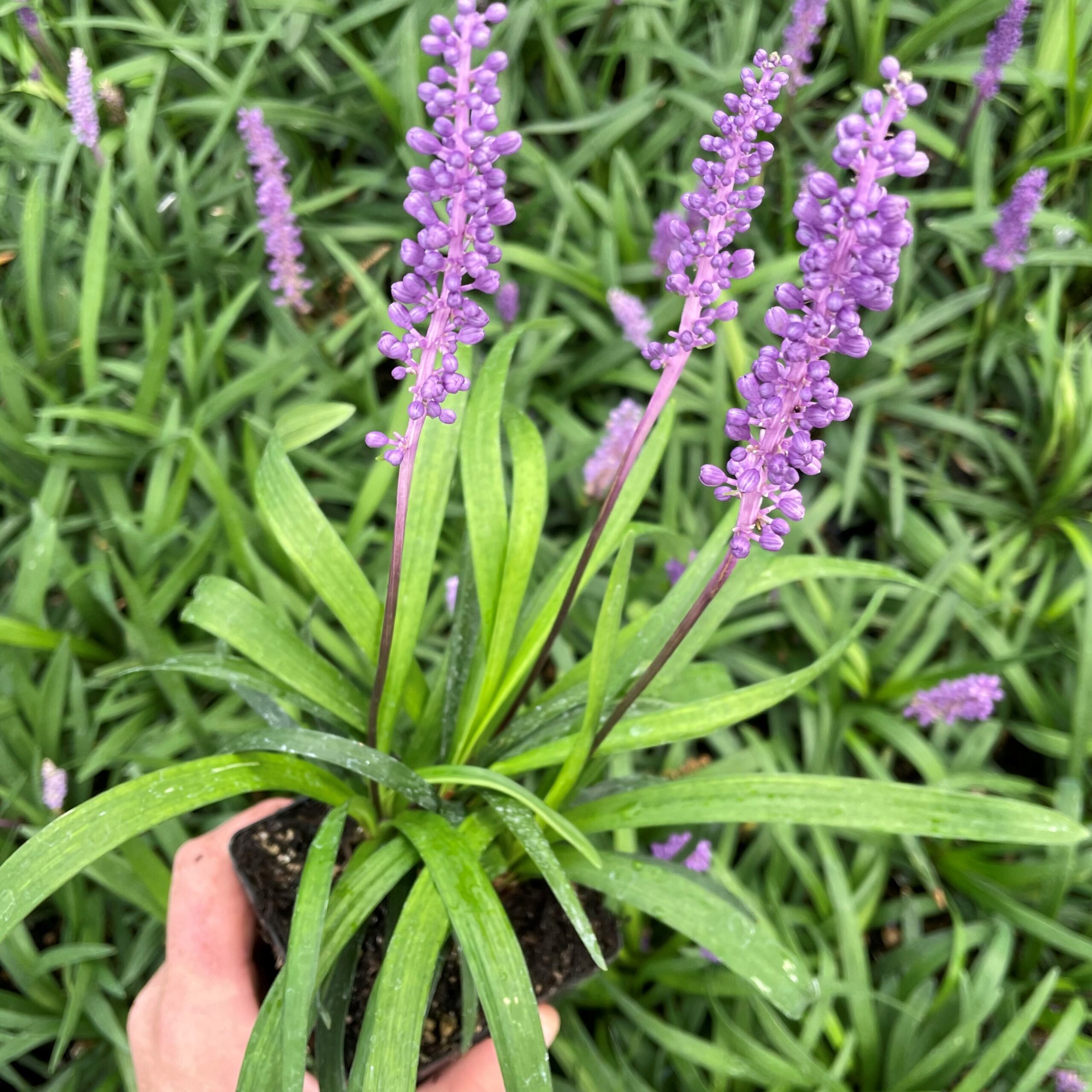 Liriope muscari 'EXC 051' Purple Explosion™ PP #21,352 - Lilyturf (3.5" Pot)