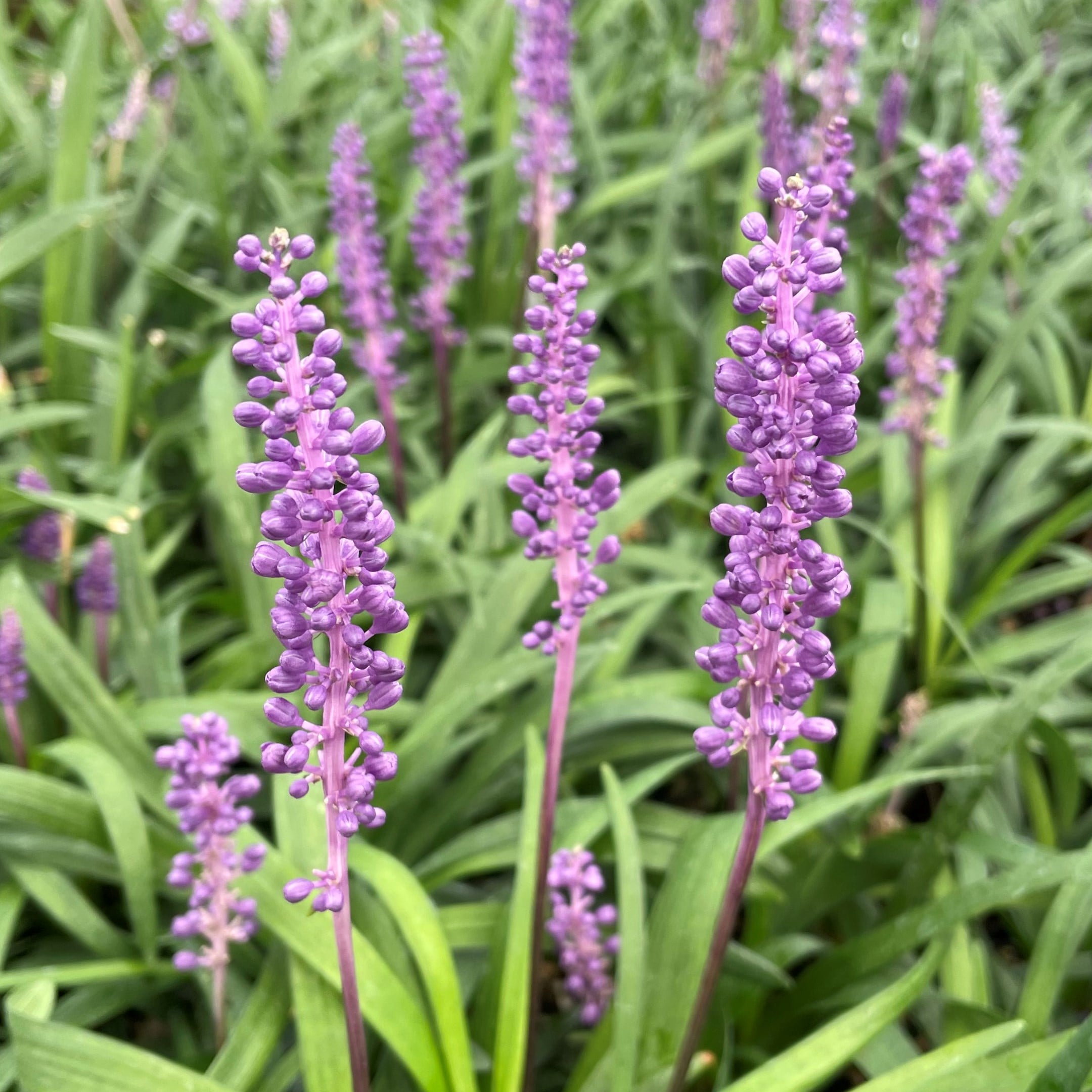 Liriope muscari 'EXC 051' Purple Explosion™ PP #21,352 - Lilyturf (3.5" Pot) - Image 2