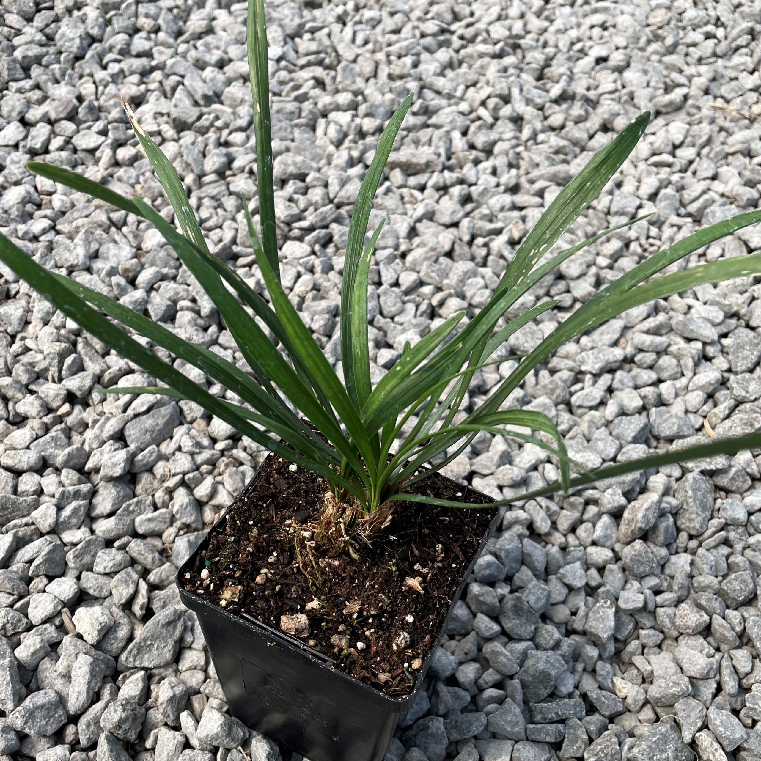 Liriope muscari 'EXC 051' Purple Explosion™ PP #21,352 - Lilyturf (3.5" Pot) - Image 4