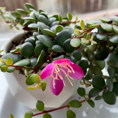 Medinilla sedifolia (4.5" Pot)
