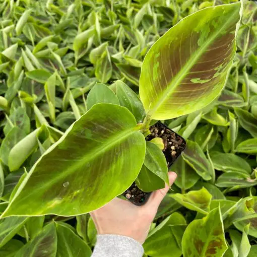 Musa 'Tropicana' (Dwarf Cavendish)- Dwarf Banana Tree (4.5
