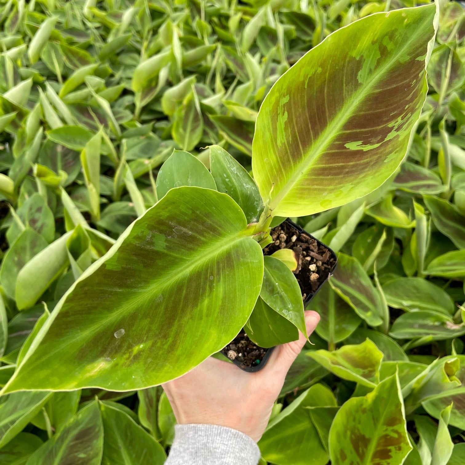 Musa 'Tropicana' (Dwarf Cavendish)- Dwarf Banana Tree (4.5" Pot) - Image 2
