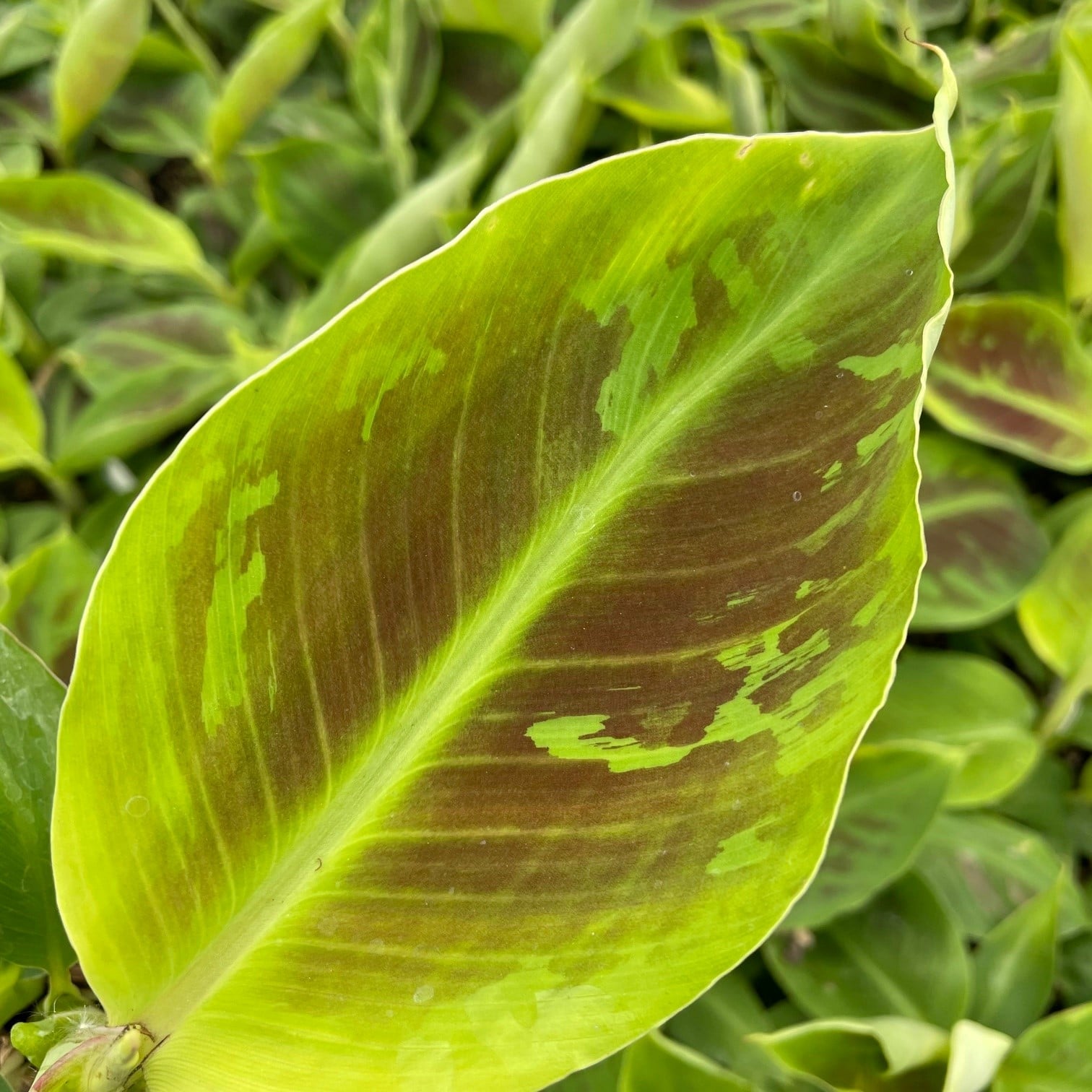 Musa 'Tropicana' (Dwarf Cavendish)- Dwarf Banana Tree (4.5" Pot)